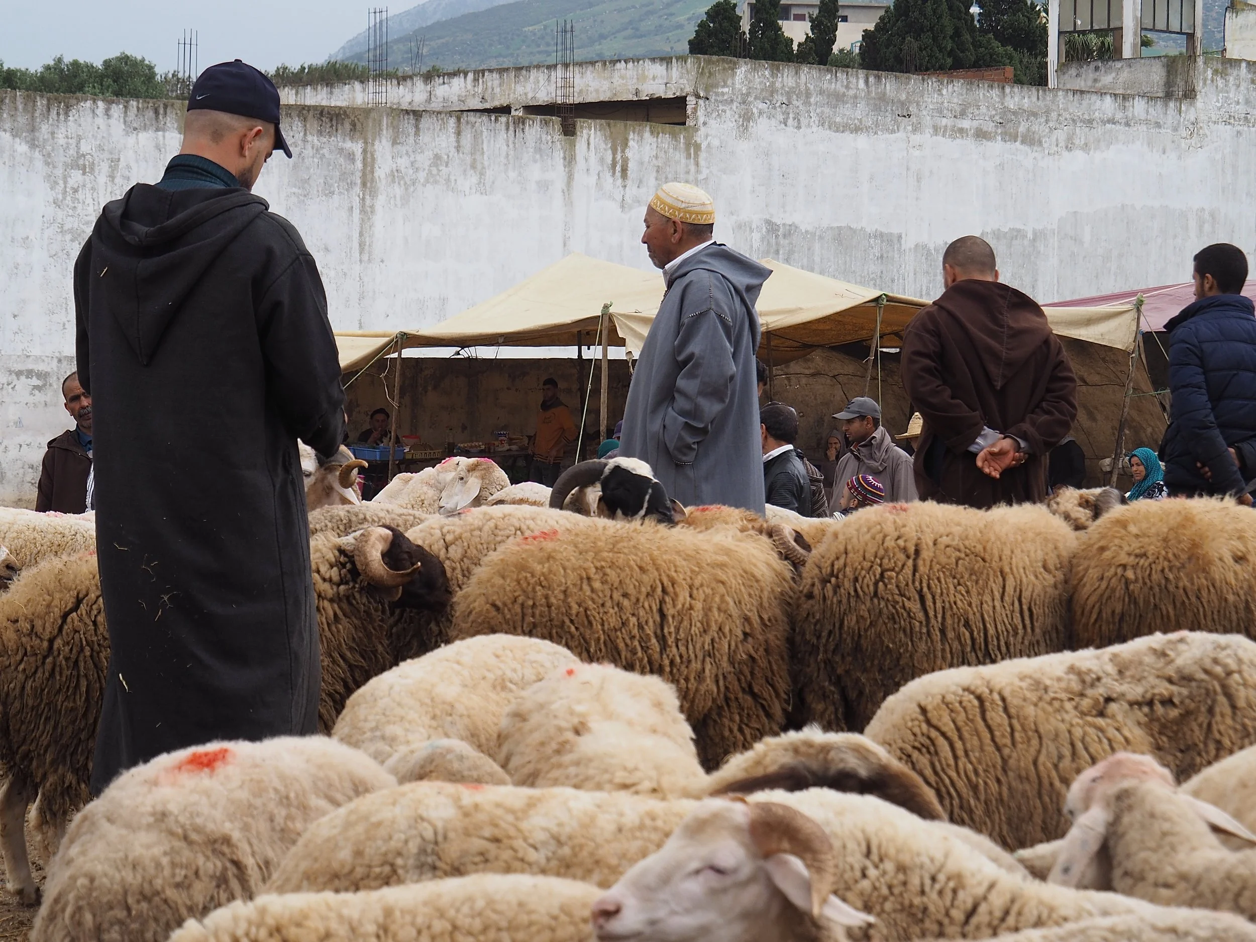 Maroc - Le marché aux bestiaux - 3.jpeg