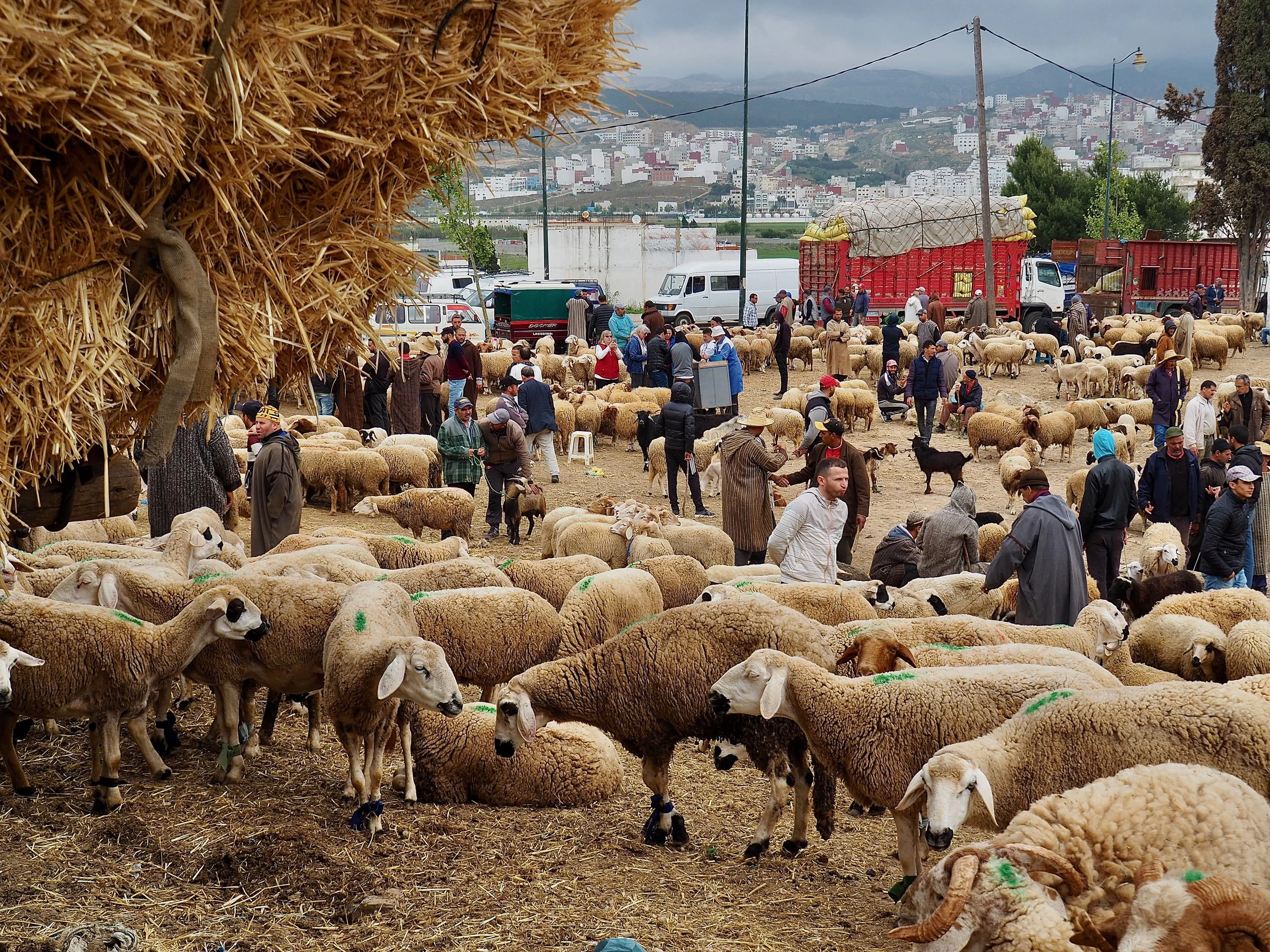 Maroc - Le marché aux bestiaux - 24.jpeg