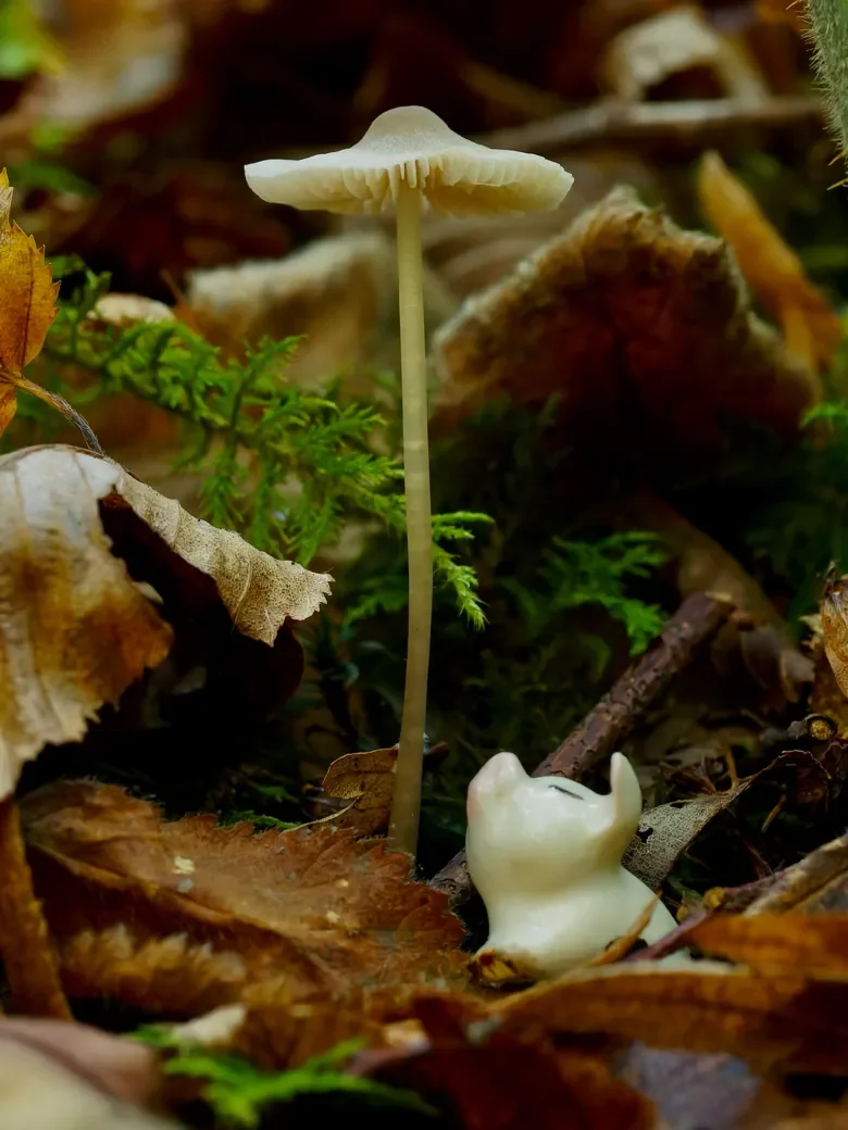 macro-3-9-orf_dxo_deepprime-780.webp