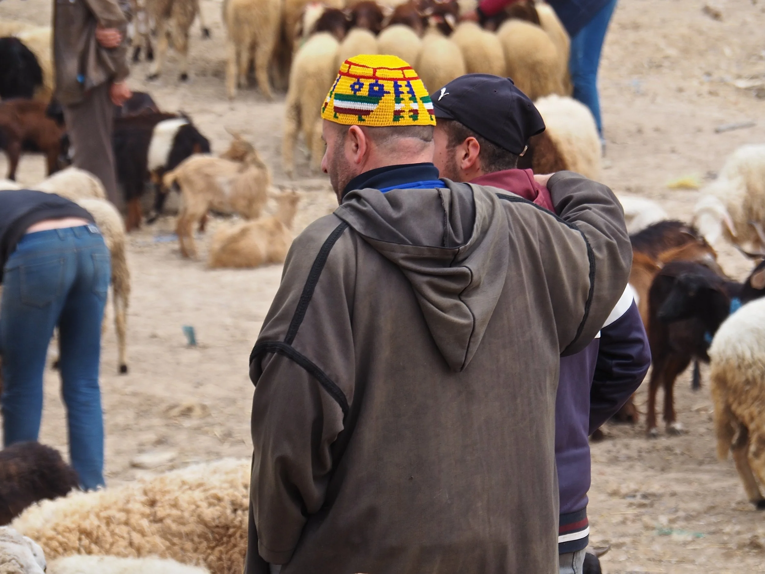 Maroc - Le marché aux bestiaux - 20.jpeg