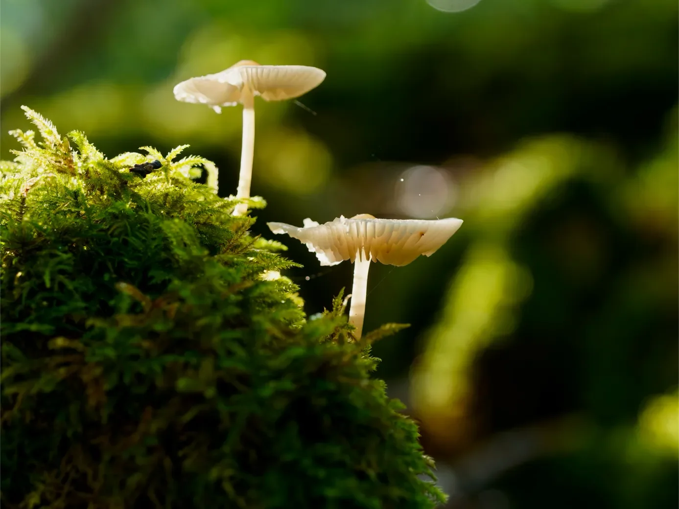 macro-2-75-orf_dxo_deepprime-1387.webp