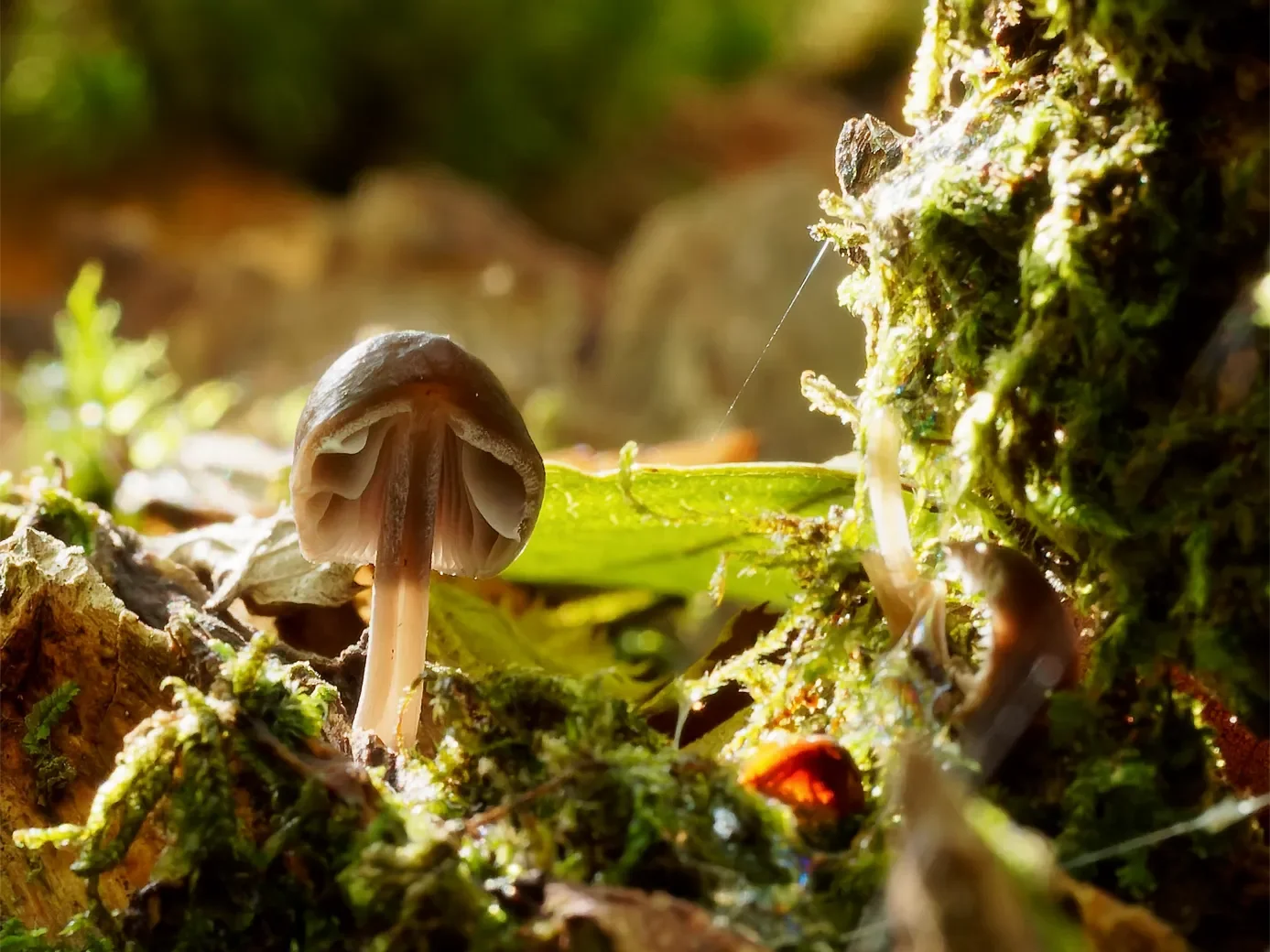 macro-2-32-orf_dxo_deepprime-1387.webp