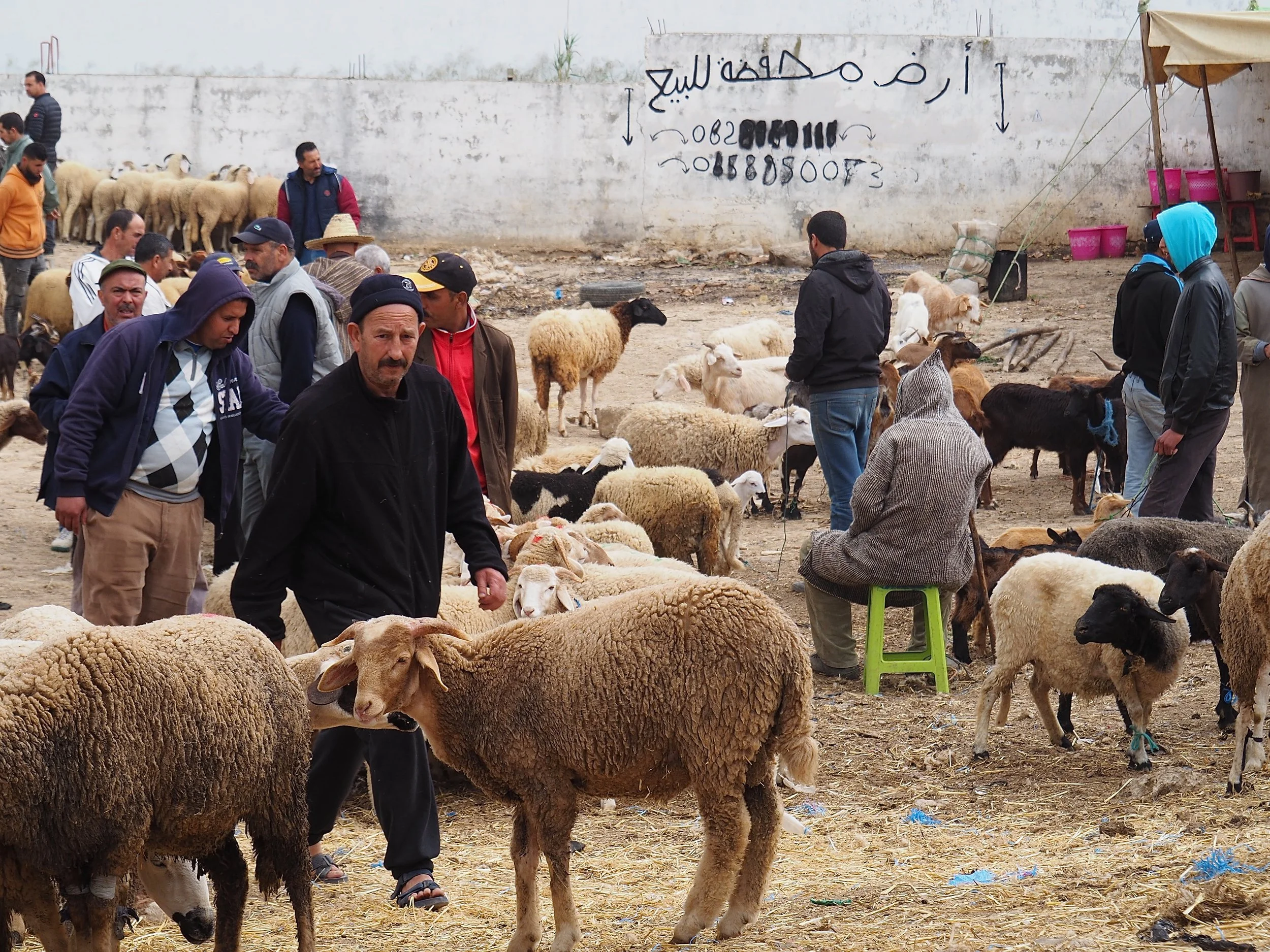 Maroc - Le marché aux bestiaux - 15.jpeg