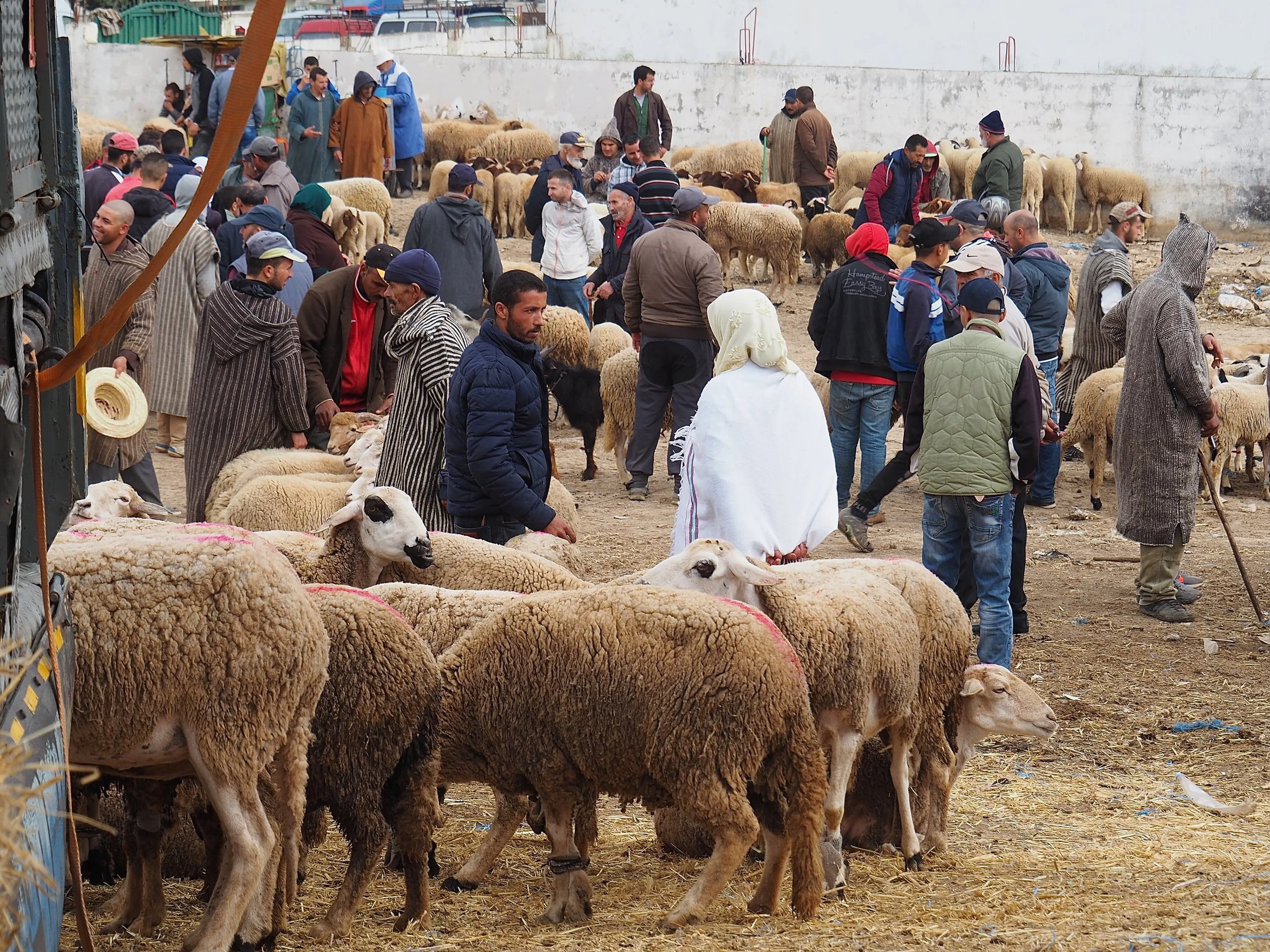 Maroc - Le marché aux bestiaux - 11.jpeg
