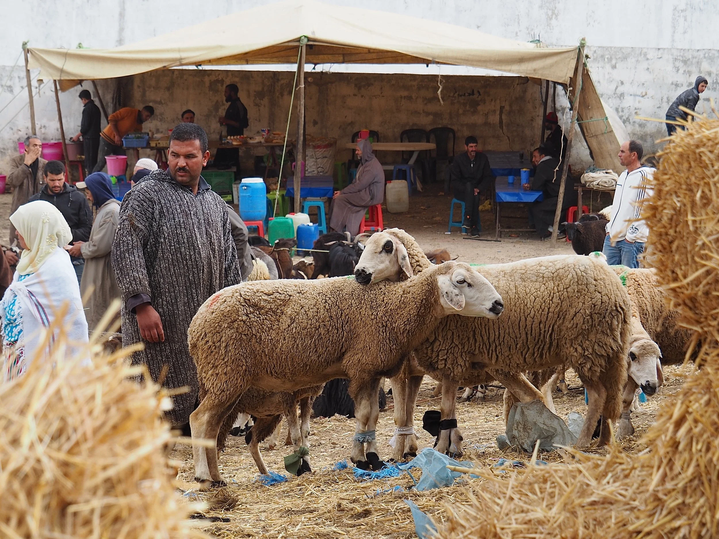 Maroc - Le marché aux bestiaux - 9.jpeg