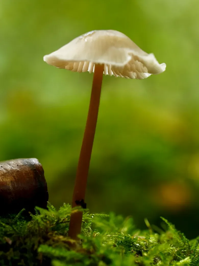 macro-2-96-orf_dxo_deepprime-780.webp
