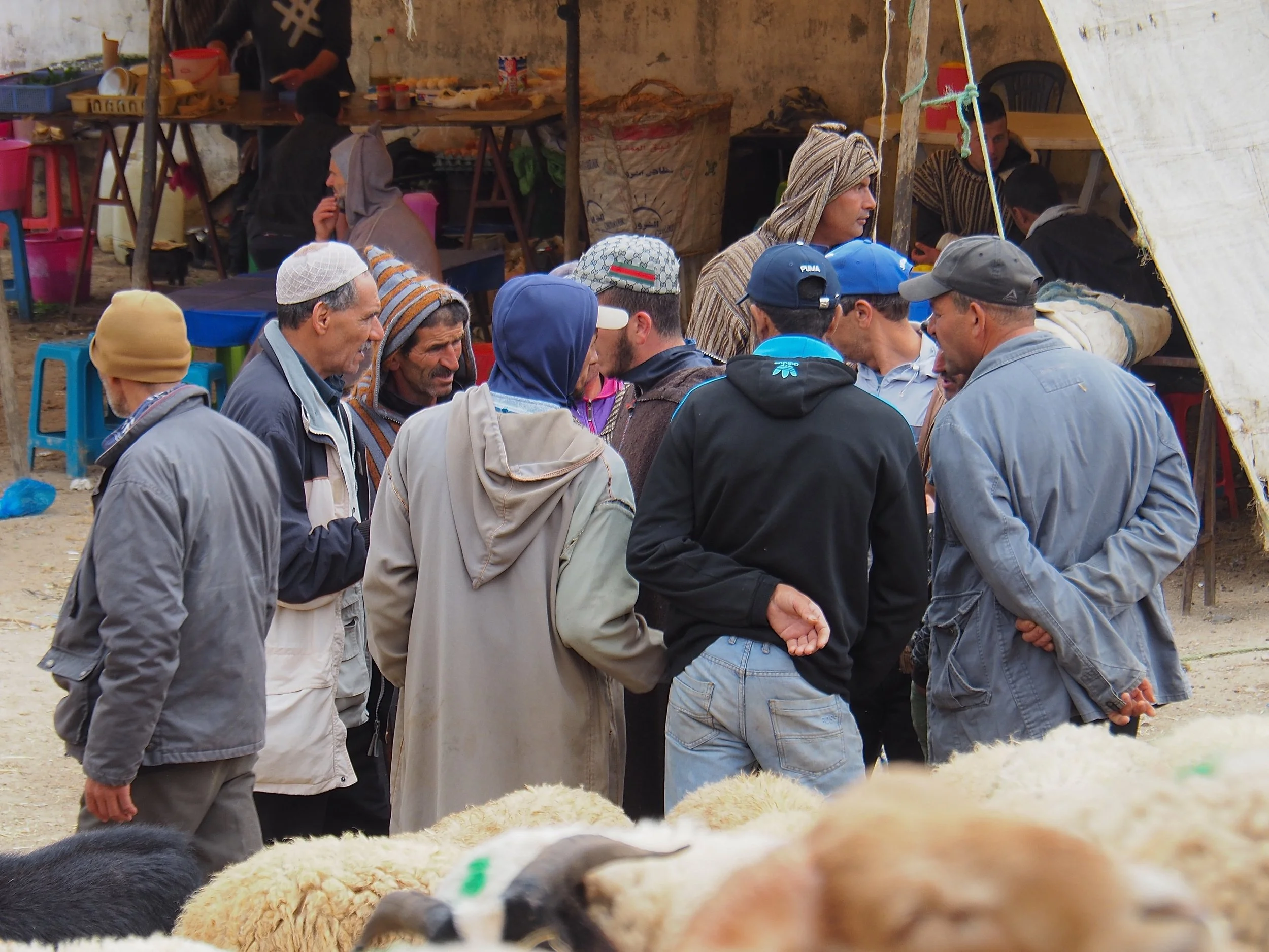 Maroc - Le marché aux bestiaux - 21.jpeg
