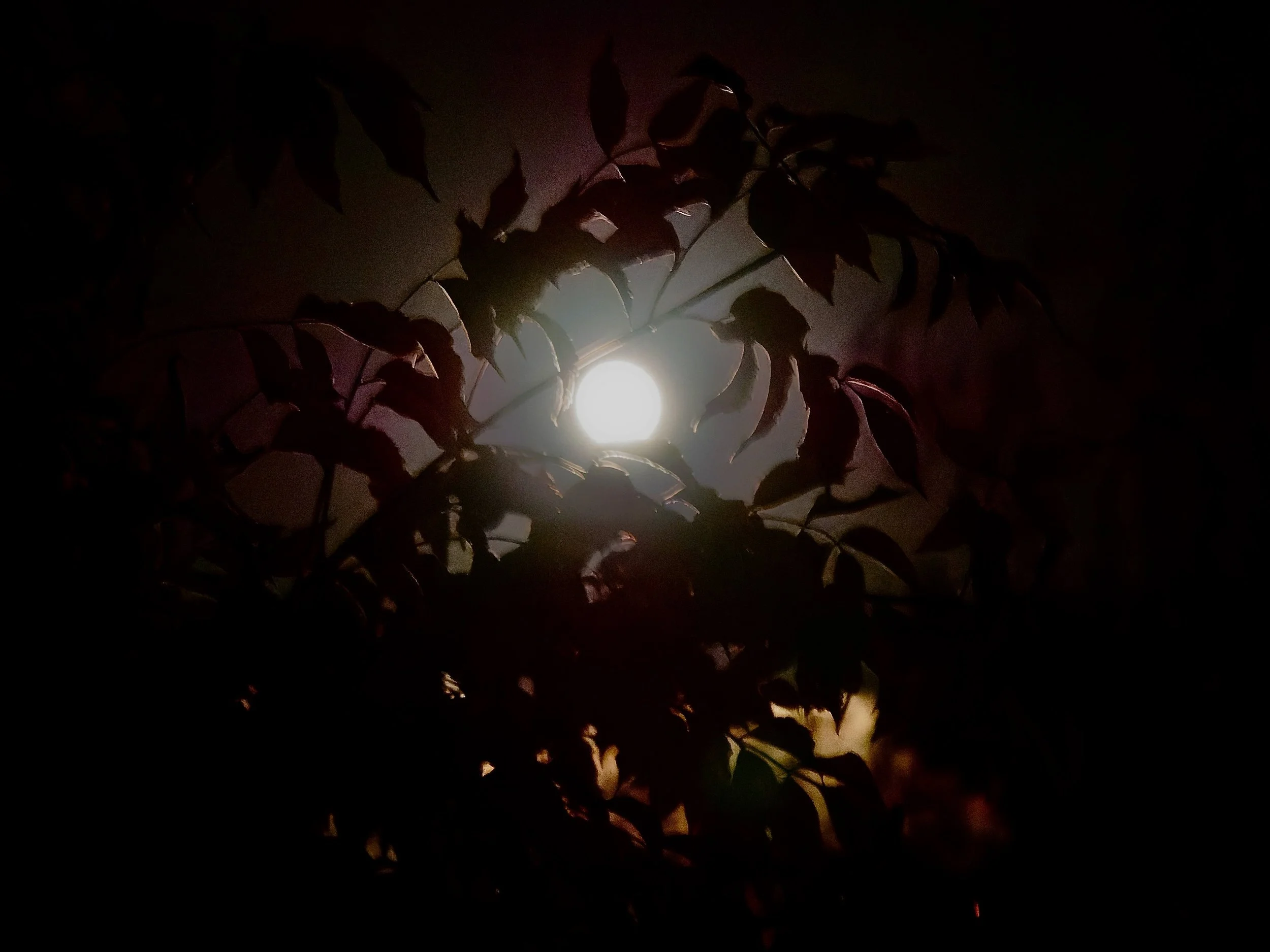 Une lumière brillante visible à travers des feuilles de plantes, créant un contraste avec l'obscurité environnante.