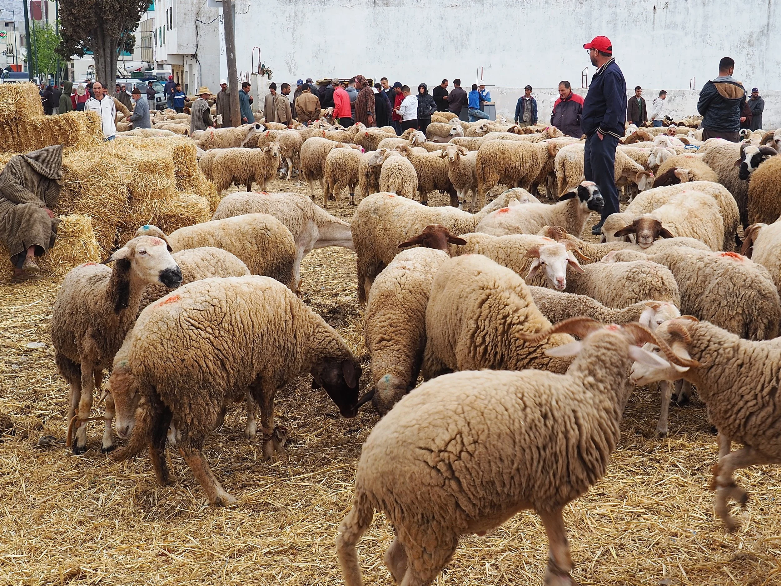 Maroc - Le marché aux bestiaux - 1.jpeg