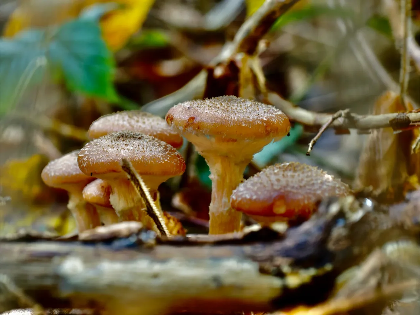macro-3-85-orf_dxo_deepprime-1387.webp