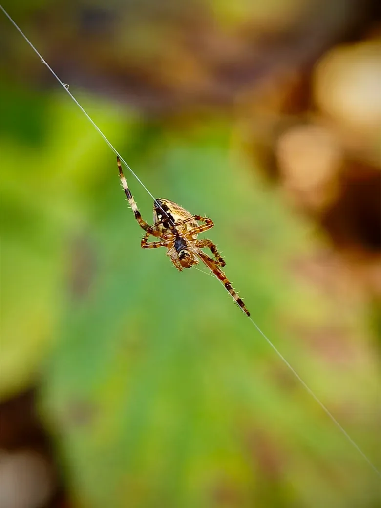 macro-3-125-orf_dxo_deepprime-780.webp