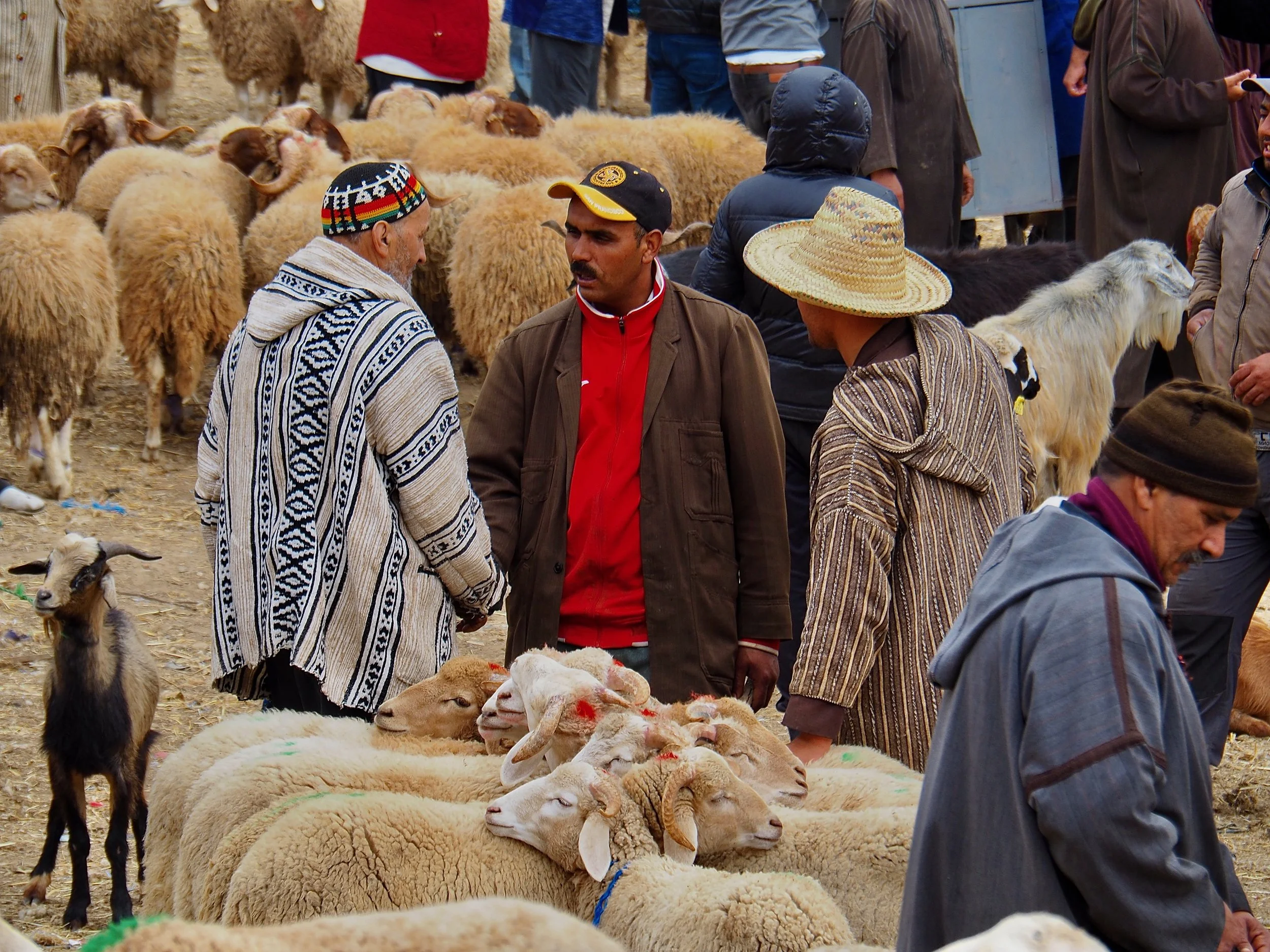 Maroc - Le marché aux bestiaux - 23.jpeg