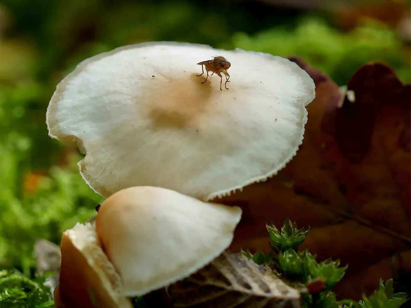 macro-3-96-orf_dxo_deepprime-1387.webp