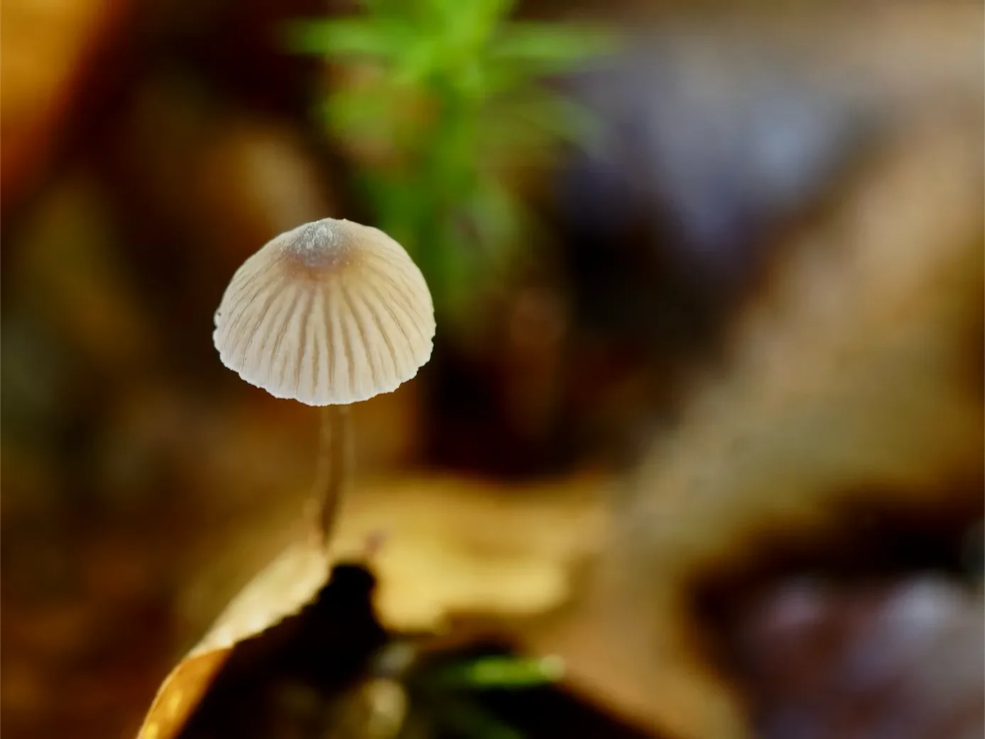 macro-66-orf_dxo_deepprime-1387.webp
