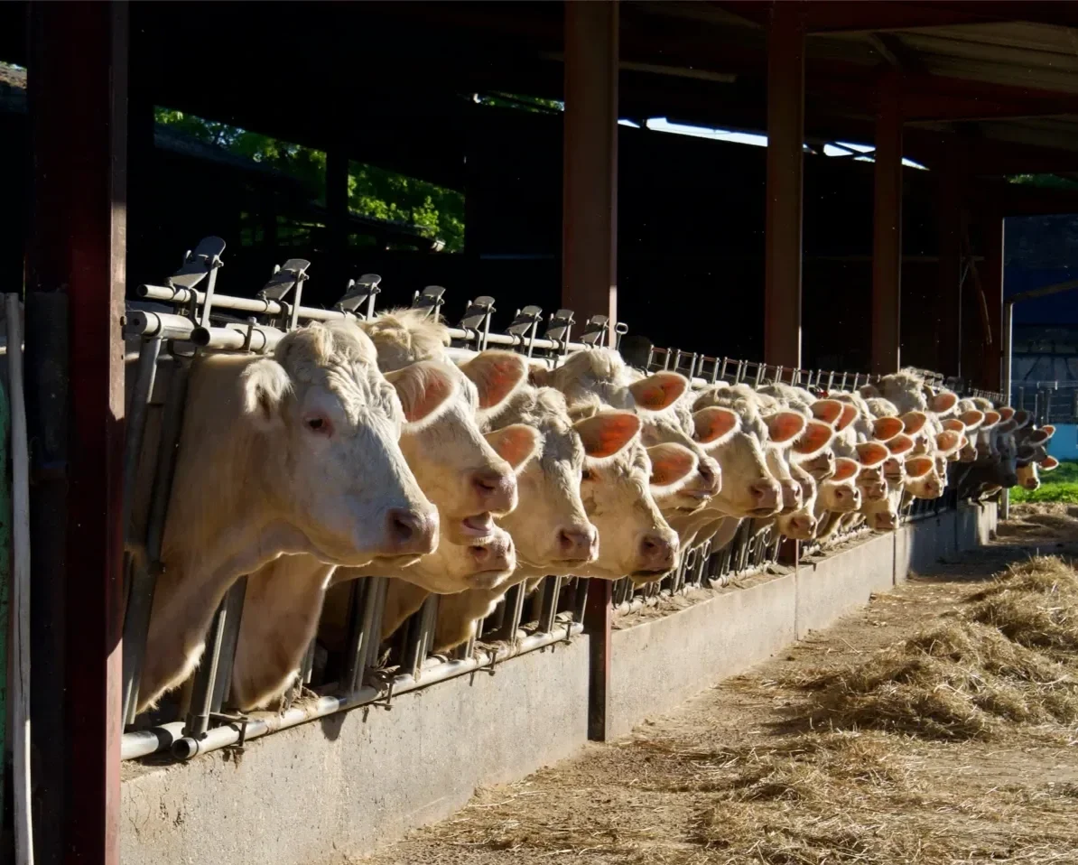 Une rangée de vaches blanches dans une ferme, regardant vers l'objectif, sous un auvent.