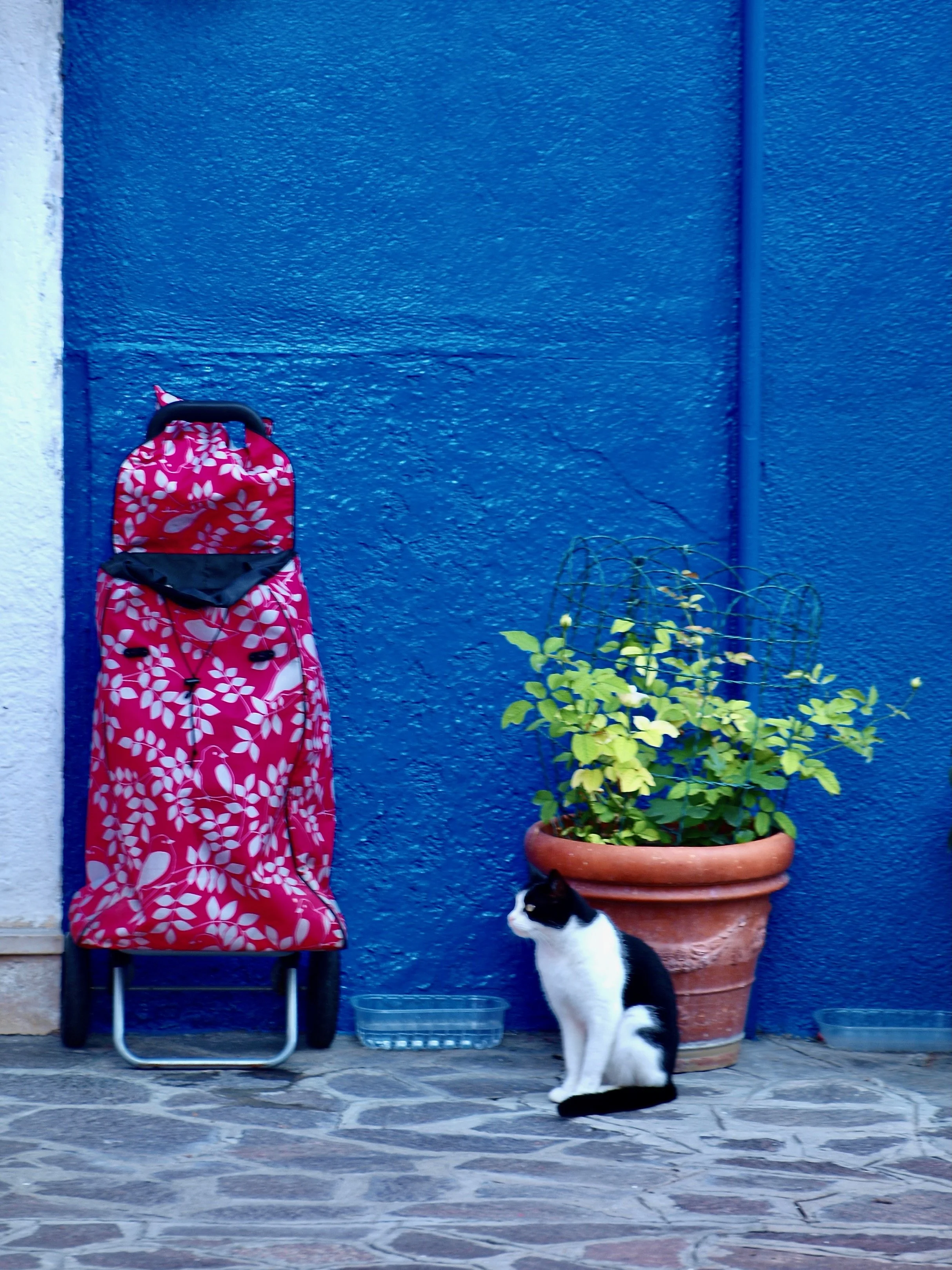 Une porte bleue avec un sac rose à motifs blancs accroché dessus, une plante en pot et un chat noir et blanc assis à côté, le sol en pavé.