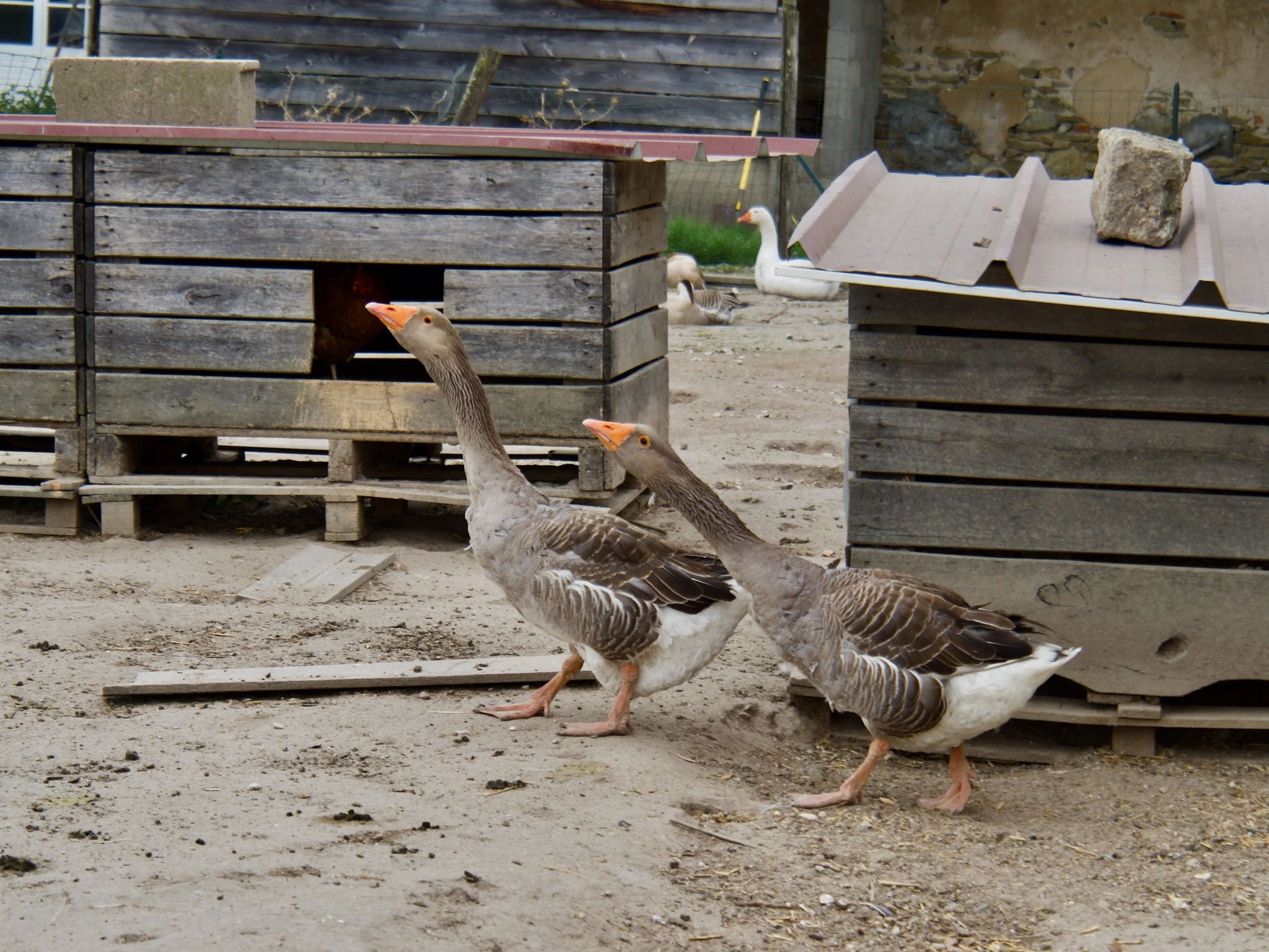 Ferme des Maraîcheurs - 4.jpeg