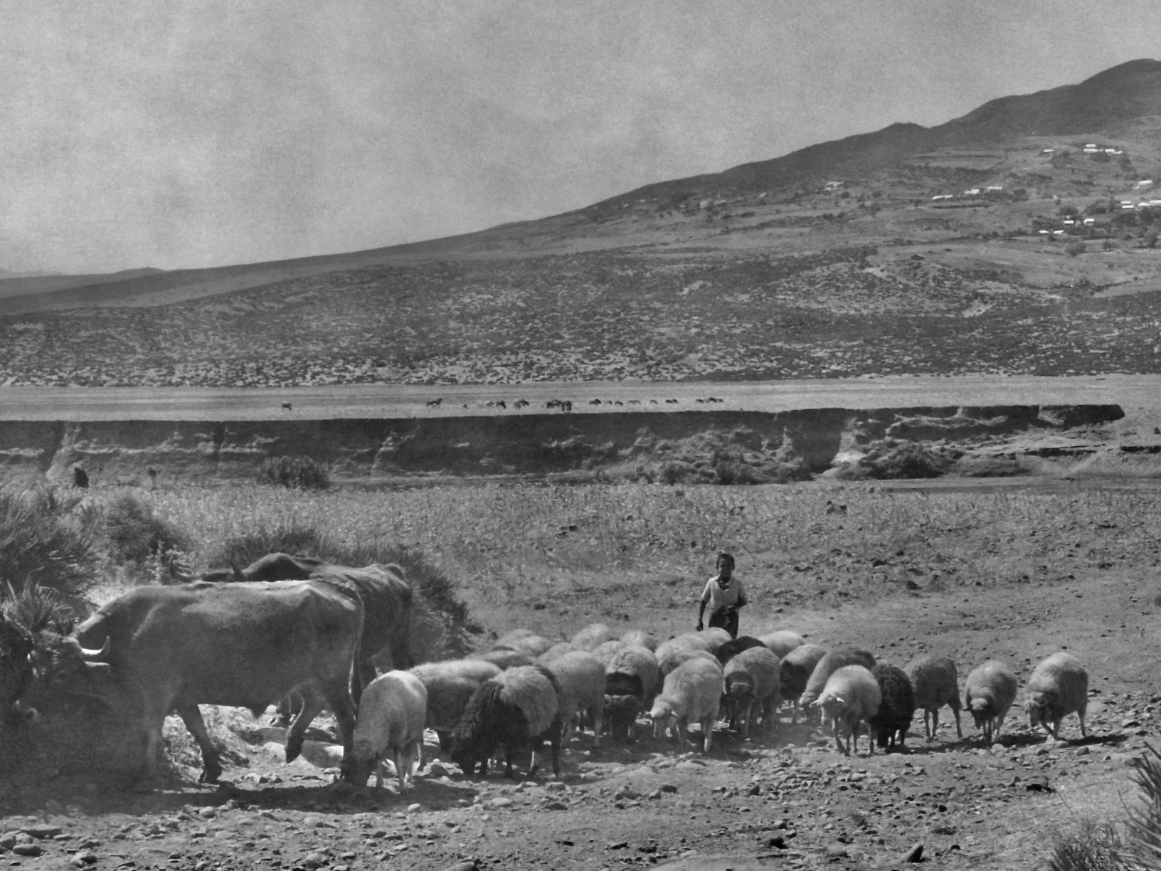 Une scène en zone rurale avec un troupeau de moutons dirigé par un berger et un bœuf, avec un paysage de collines et de maisons en arrière-plan, en noir et blanc.