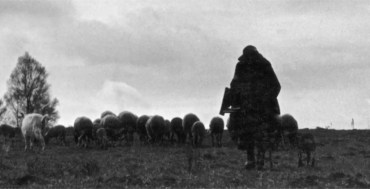 Silhouette d'une personne dans un champ avec un groupe de moutons, arrière-plan avec un arbre et un ciel nuageux.