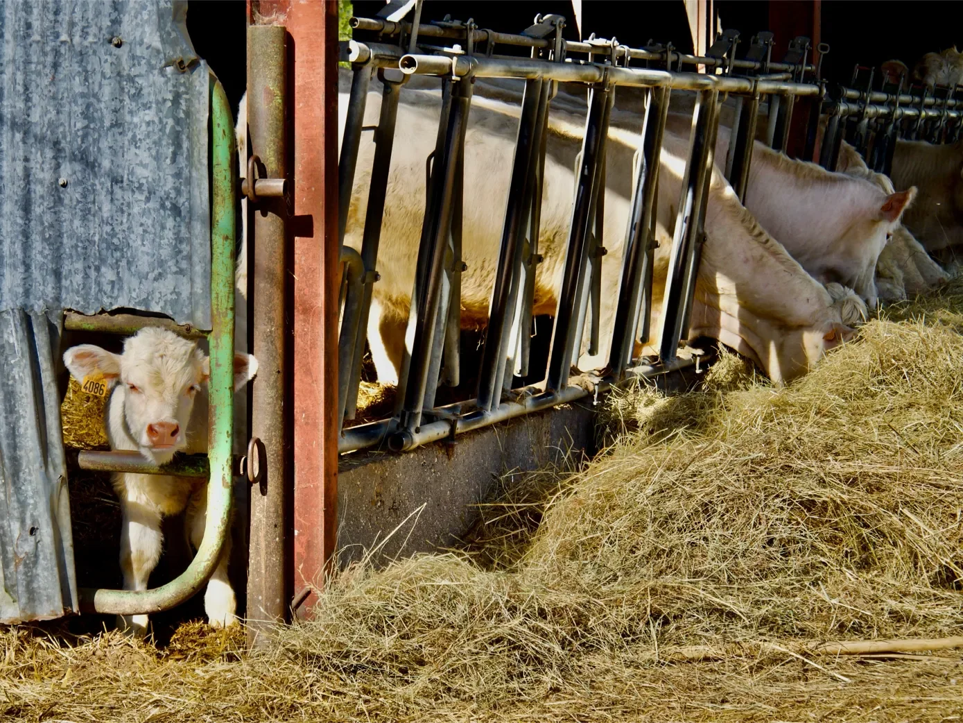 la-ferme-1eree-visite-25-1389.webp
