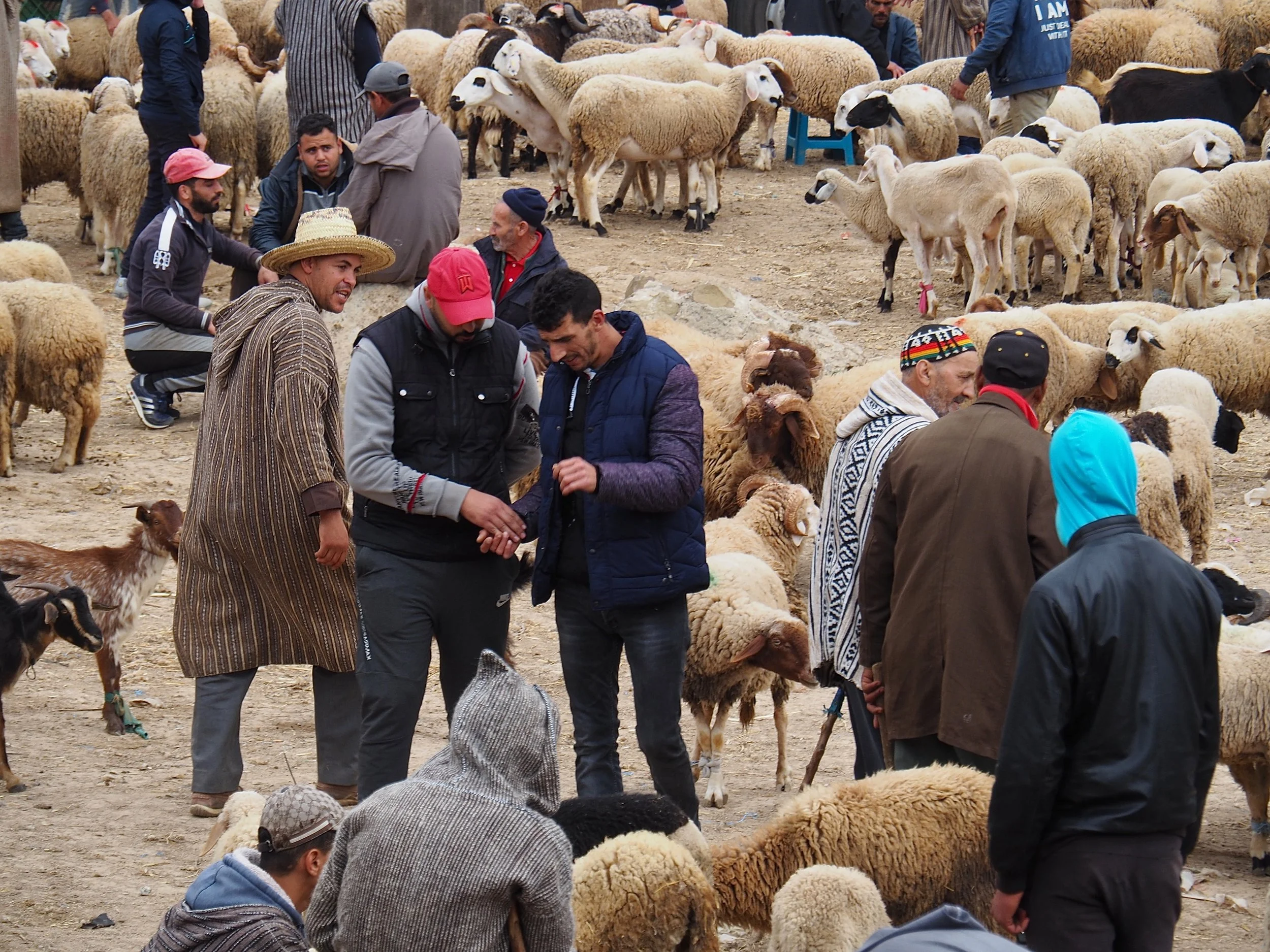 Maroc - Le marché aux bestiaux - 25.jpeg