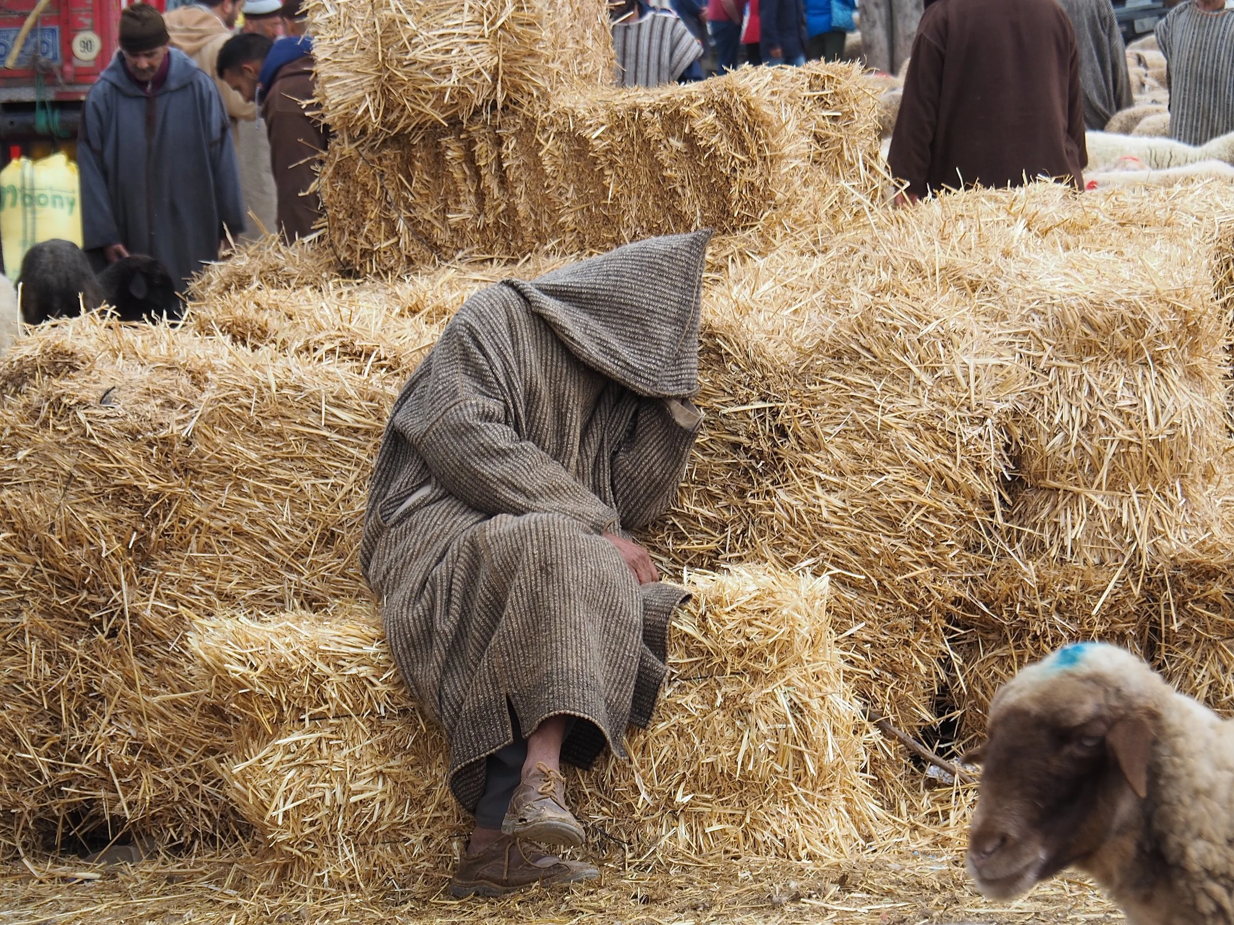 Maroc - Le marché aux bestiaux - 2.jpeg