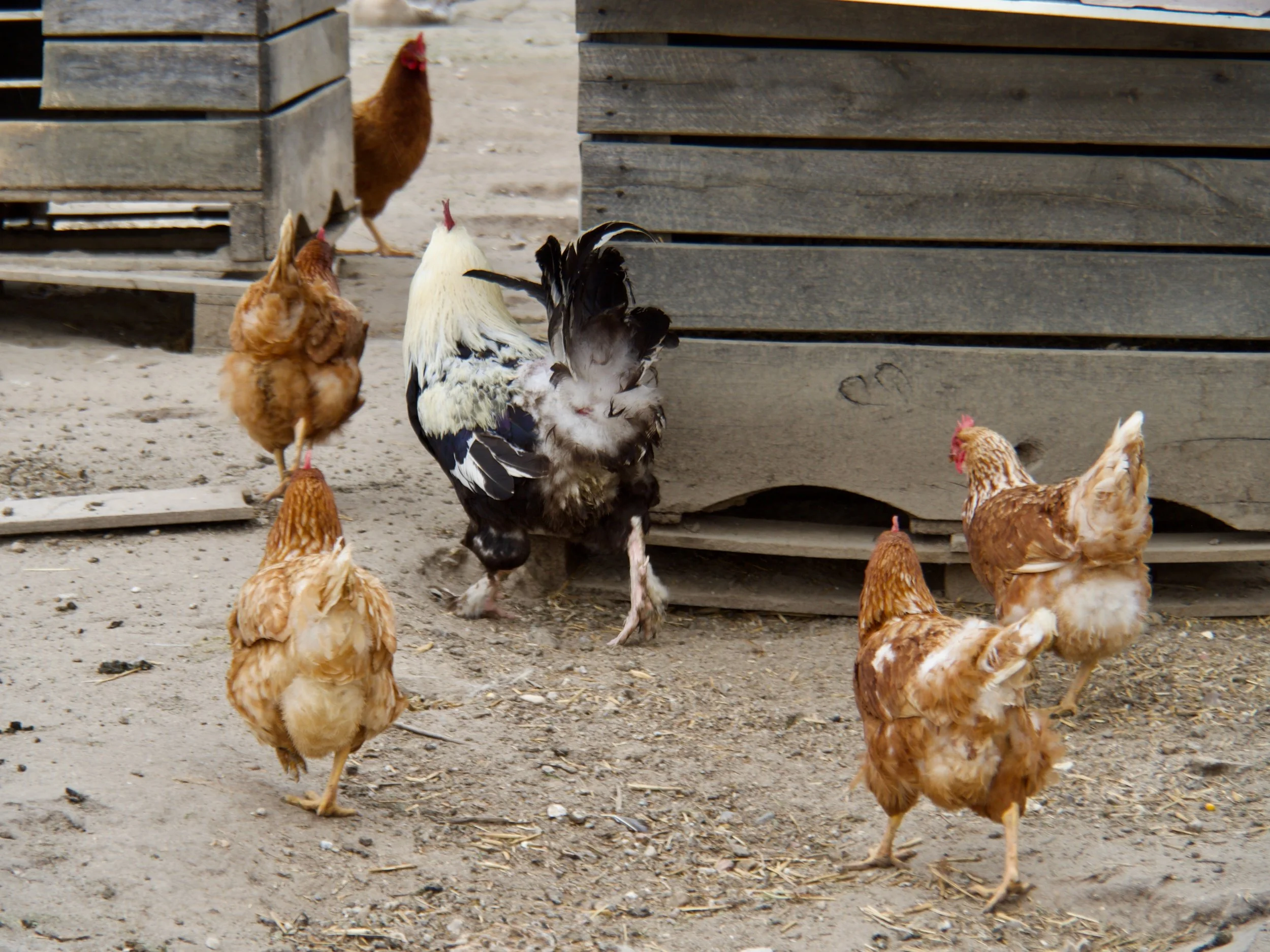Ferme des Maraîcheurs - 6.jpeg