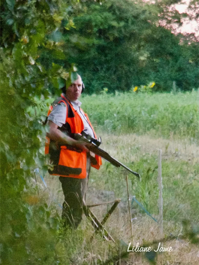 Battue aux sangliers