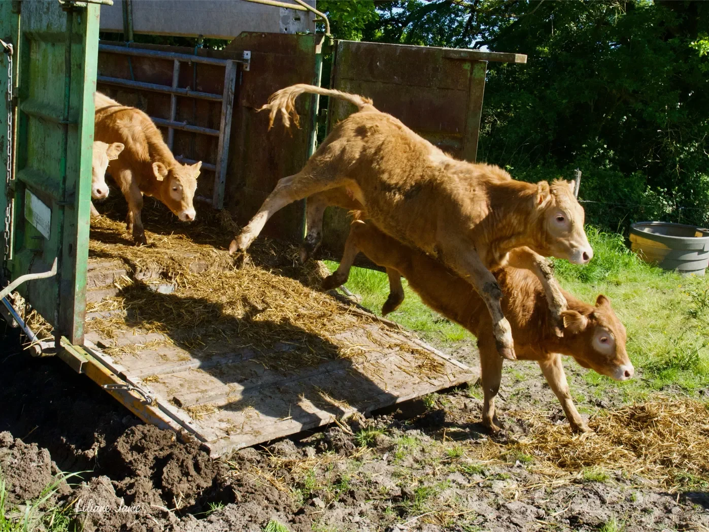 La ferme de Courrioux