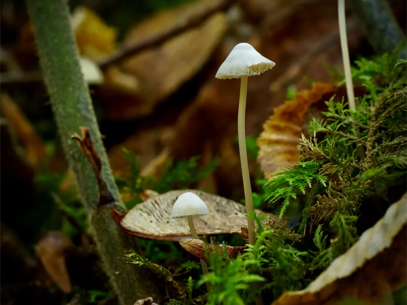 macro-3-10-orf_dxo_deepprime-1387.webp