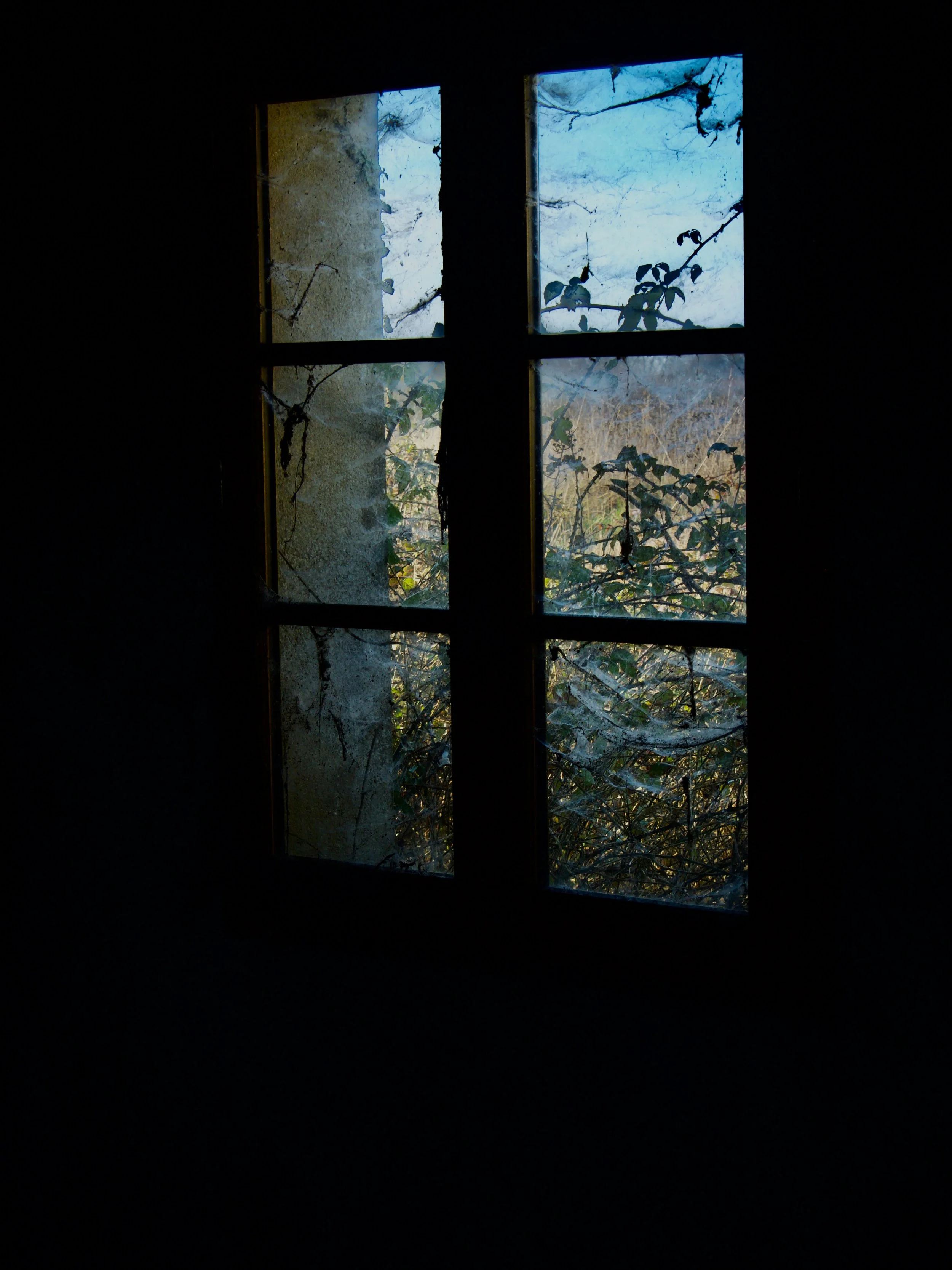 Une petite fenêtre à quatre carreaux laisse passer la lumière, révélant des branches d'arbres avec des feuilles et des vignes envahissant la vitre, dans un endroit sombre.