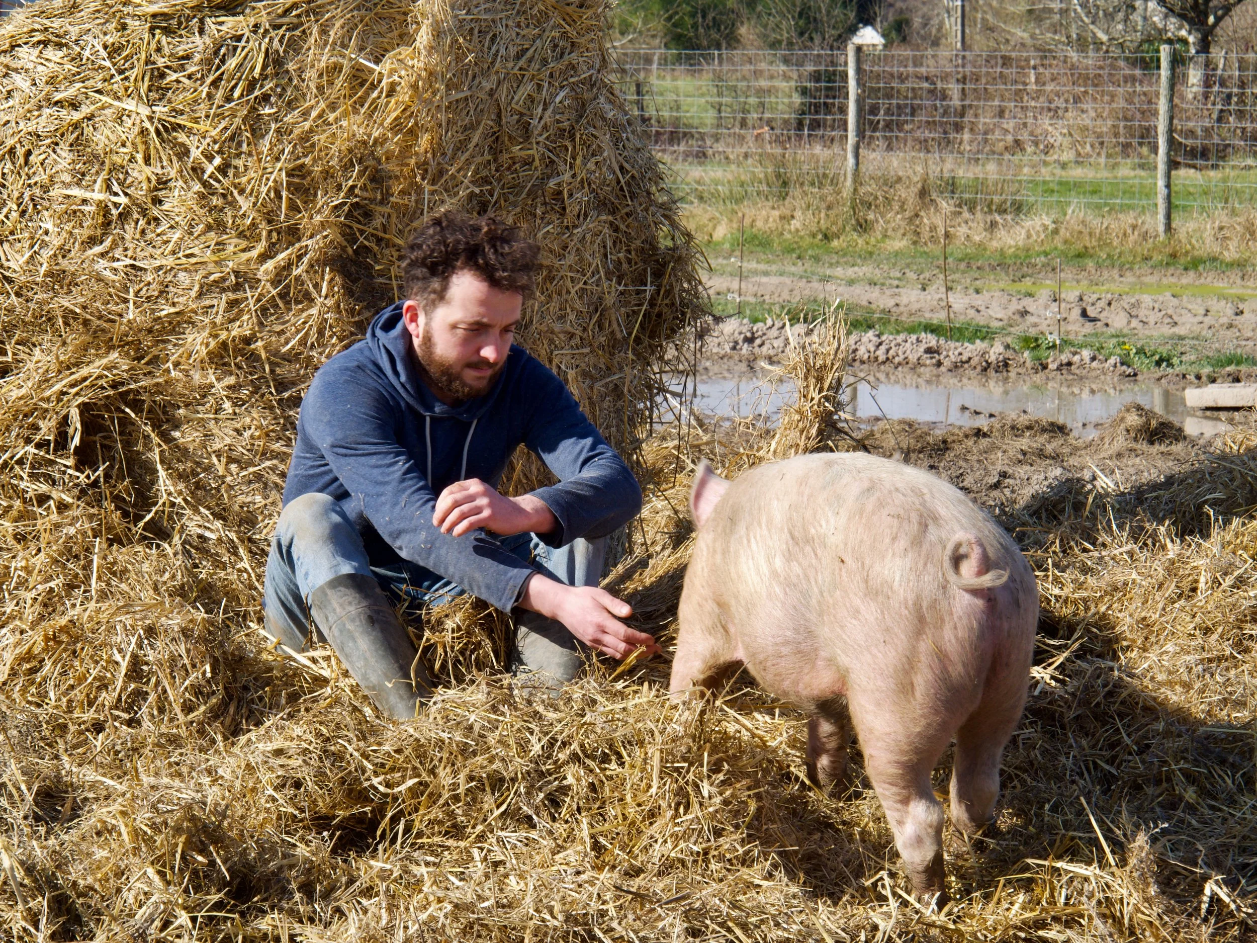 Jour 1 - les cochons
