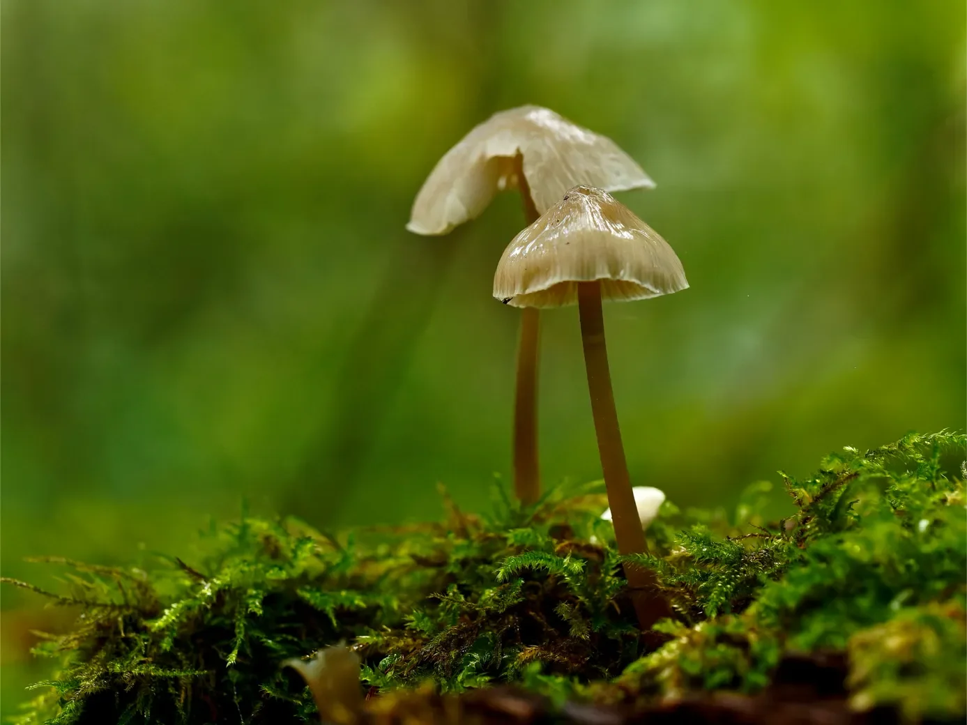 macro-2-99-orf_dxo_deepprime-1387.webp
