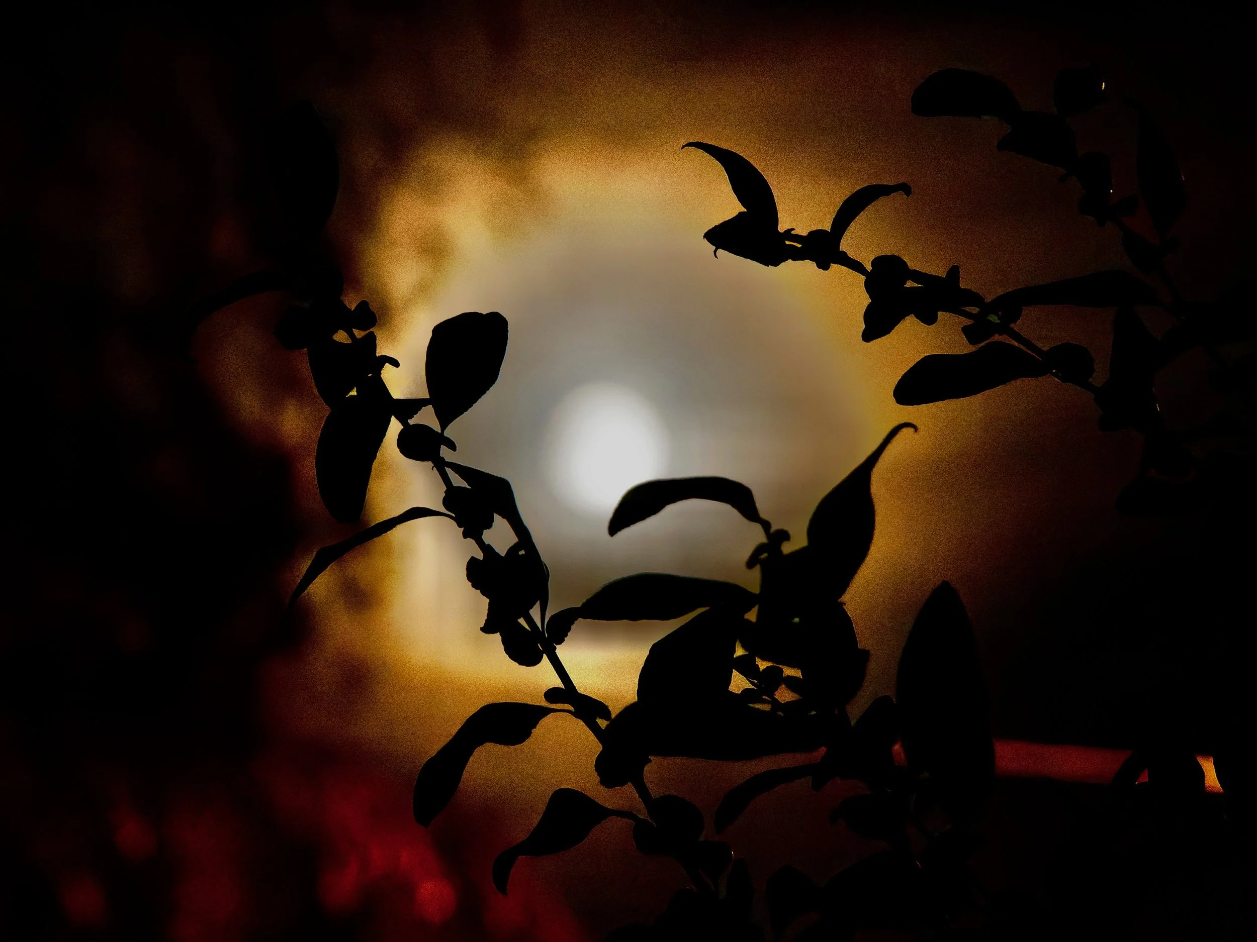 Silhouette de branches et de feuilles contre un coucher de soleil orangé.