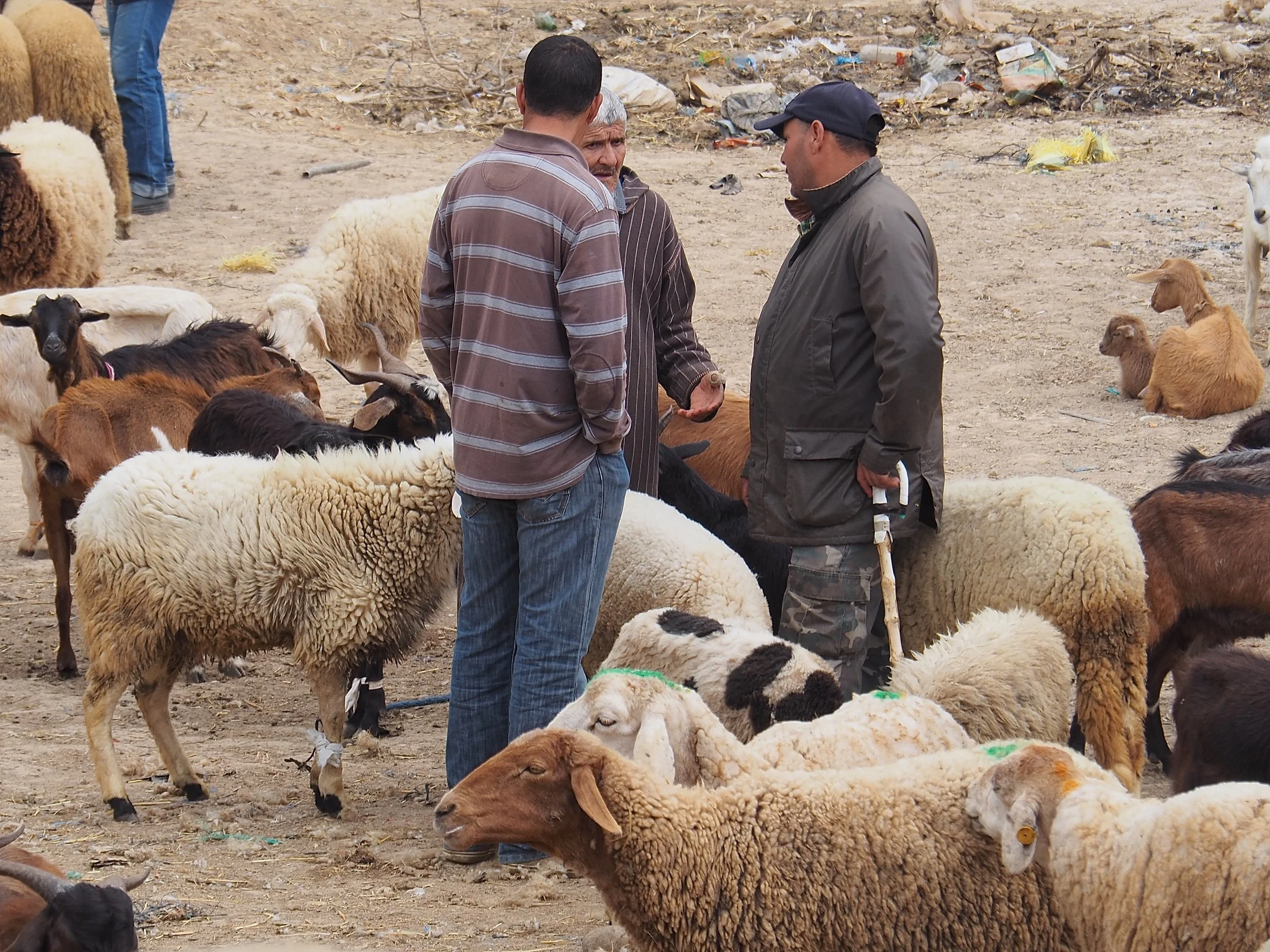 Maroc - Le marché aux bestiaux - 19.jpeg