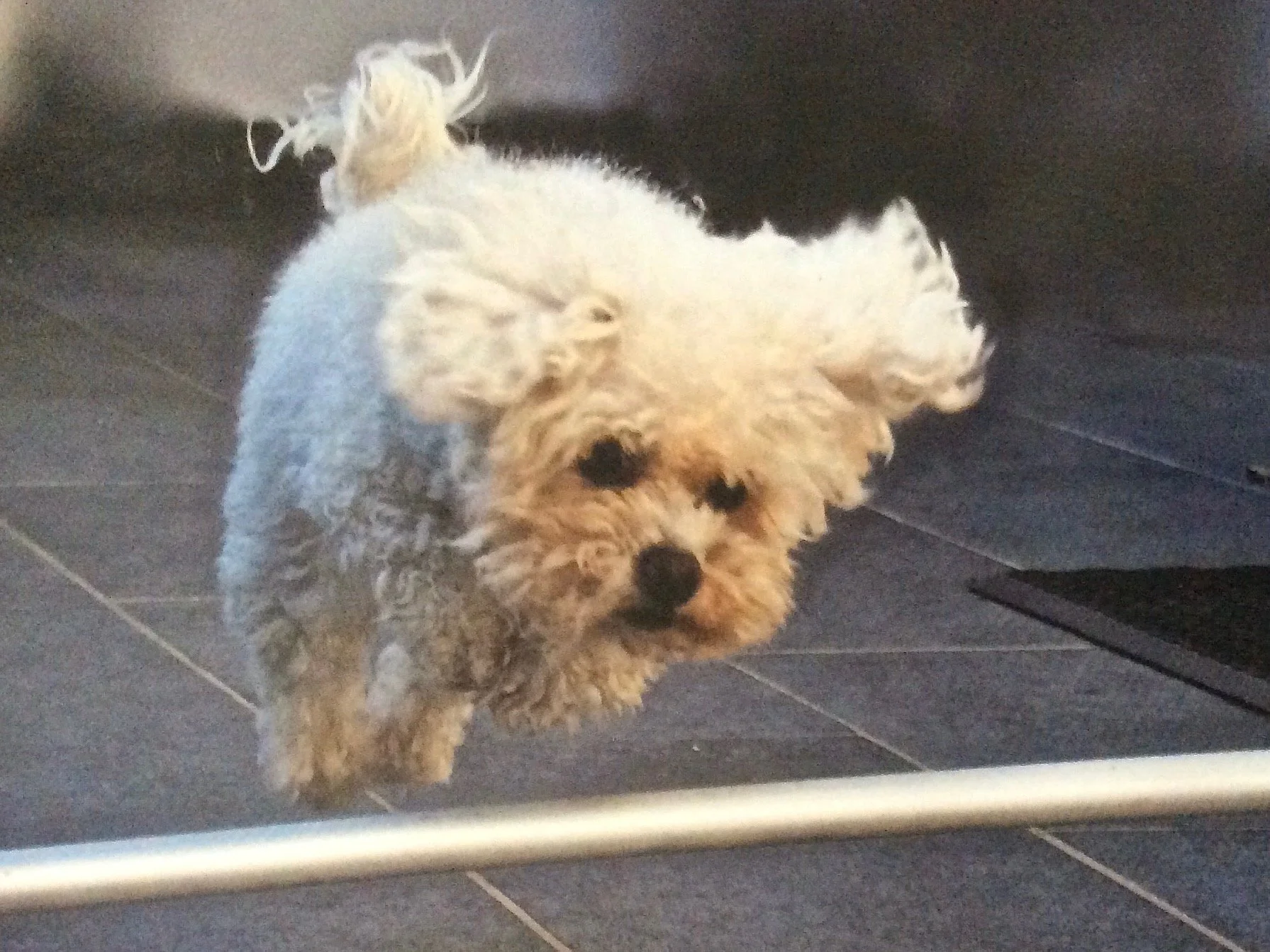 Un chien blanc aux poils bouclés regarde vers la caméra sur un sol en carrelage noir