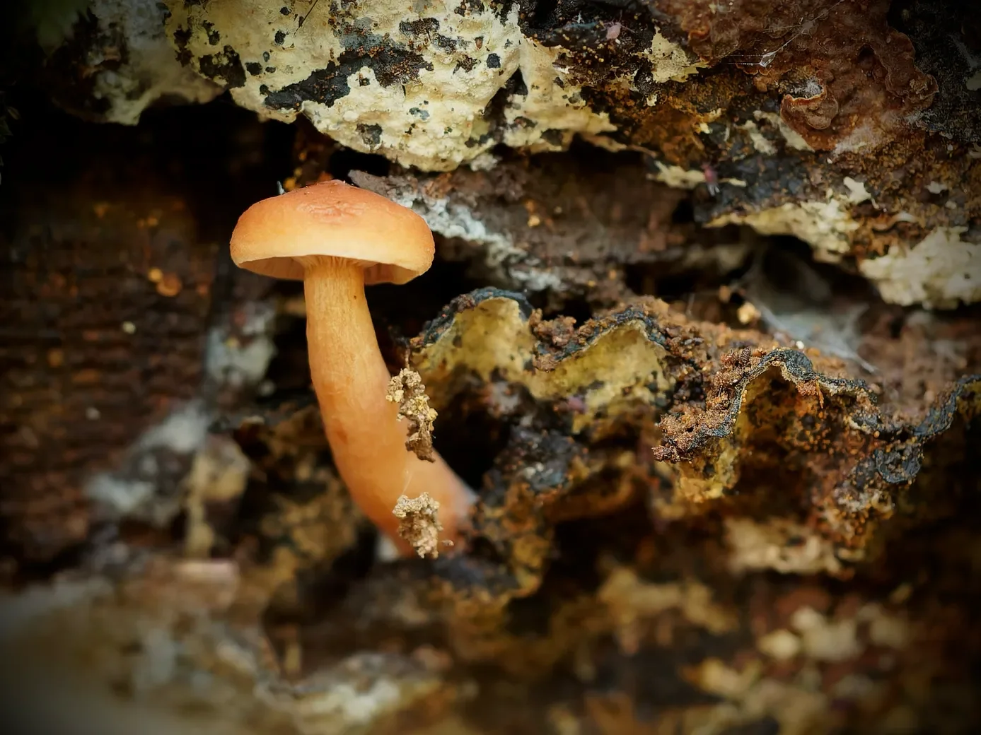 macro-3-46-orf_dxo_deepprime-1387.webp