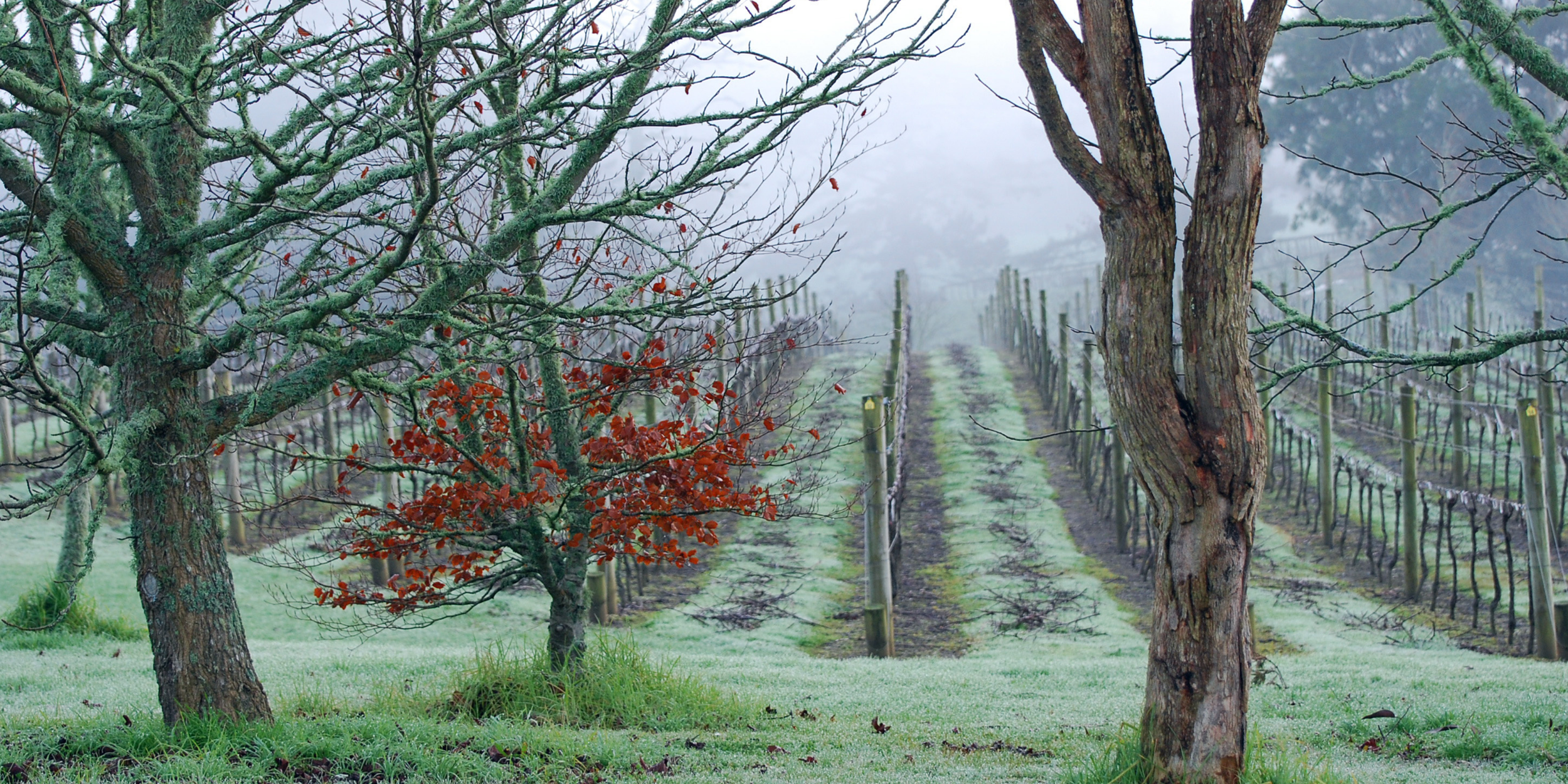 The Changing Seasons of One’s Professional Journey and Grounding to One’s Own Values