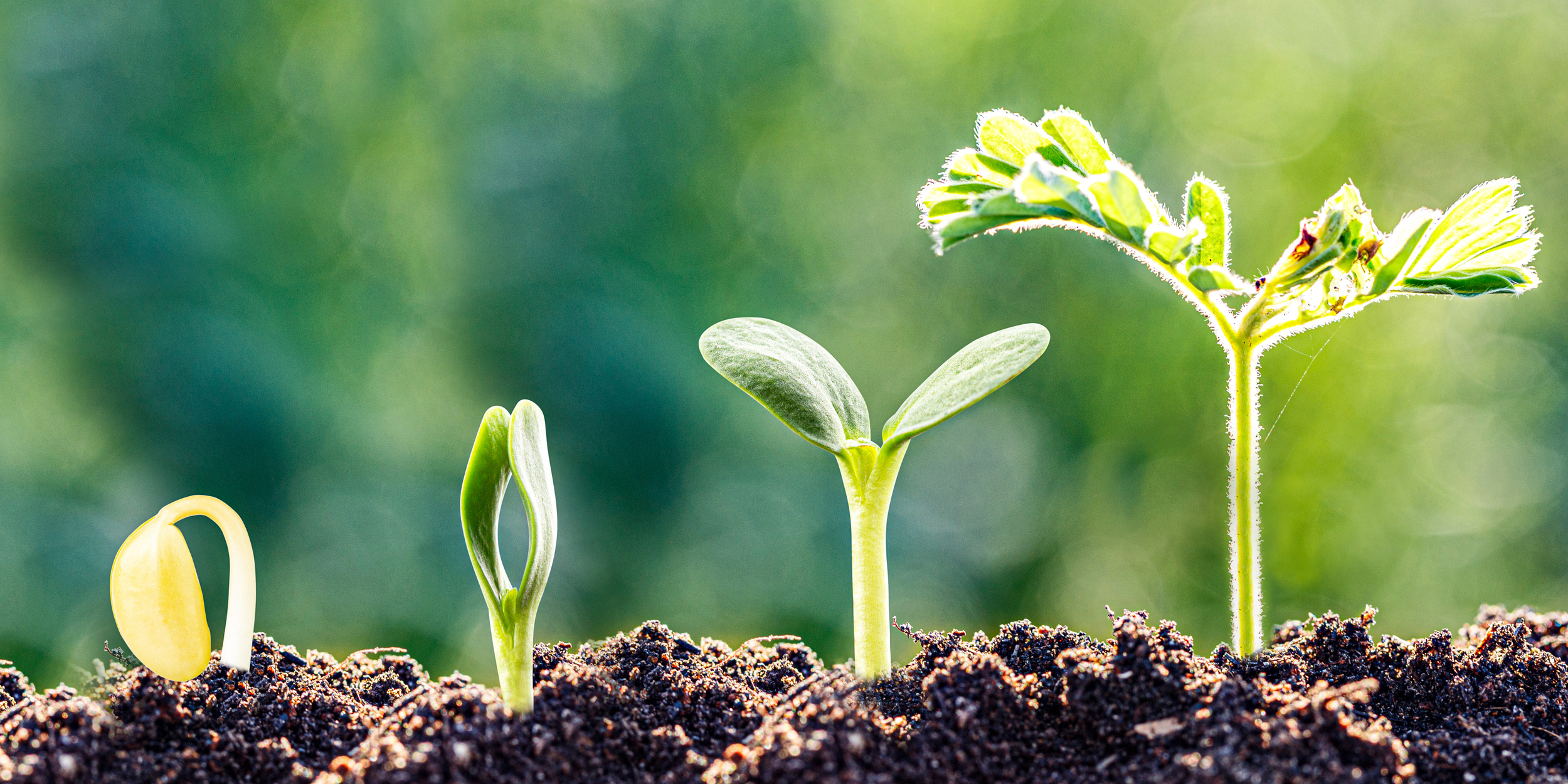 Professional Supervision Staying true to the process of professional growth