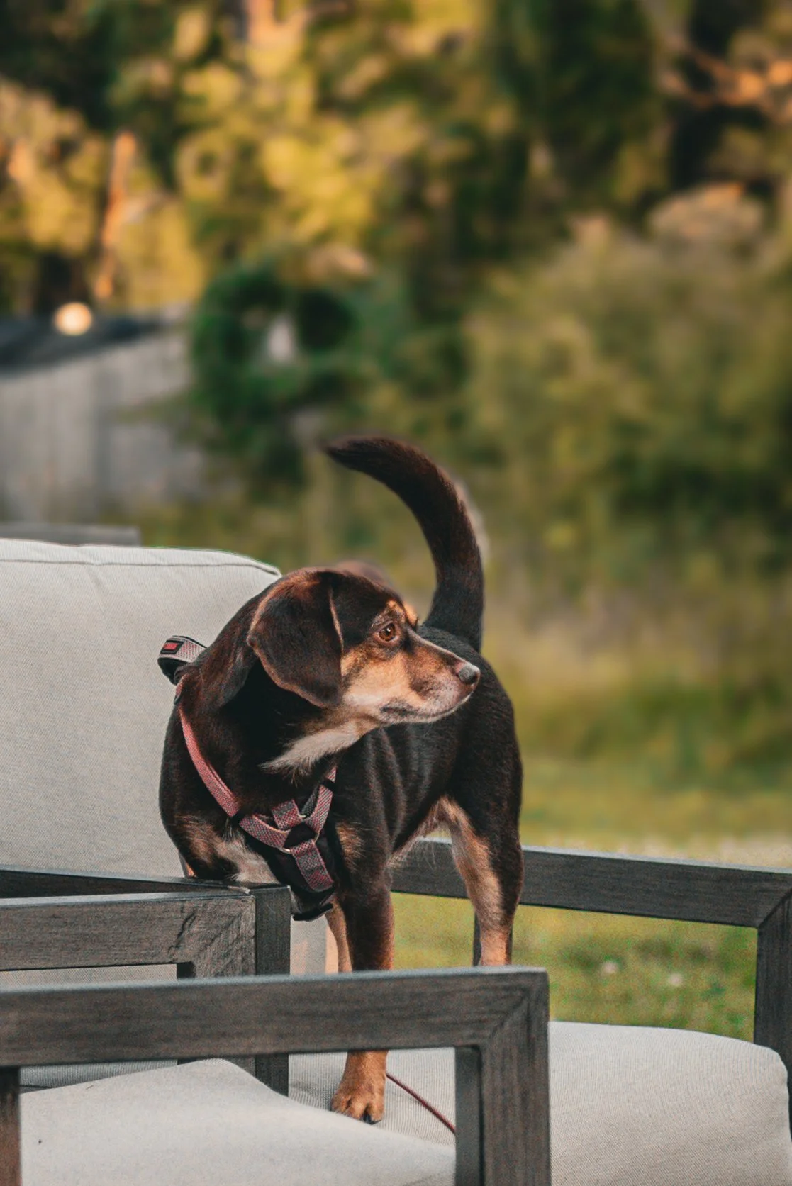 A brown and black dog with a pink harness standing on a gray outdoor chair by a body of water with trees, during sunset.