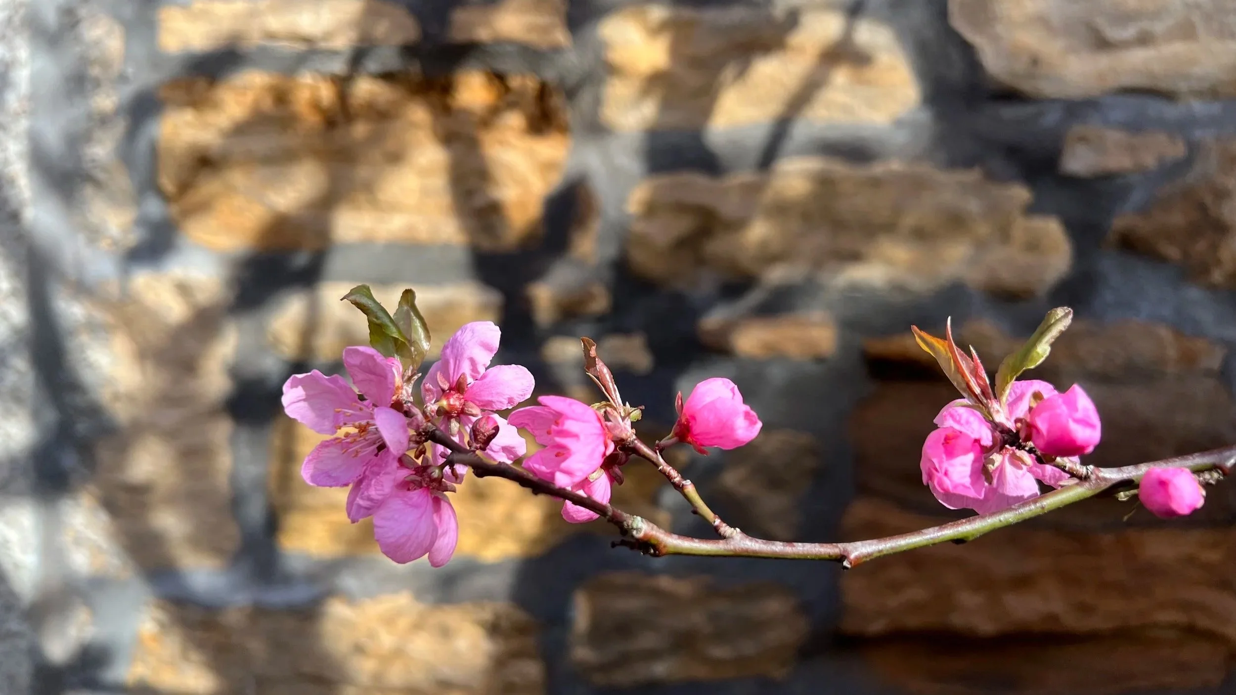 Close-up of pink cherry blossoms on a branch with a blurred wooden fence background.