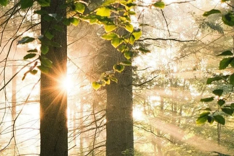 Sunlight filtering through trees in a forest during sunrise or sunset.