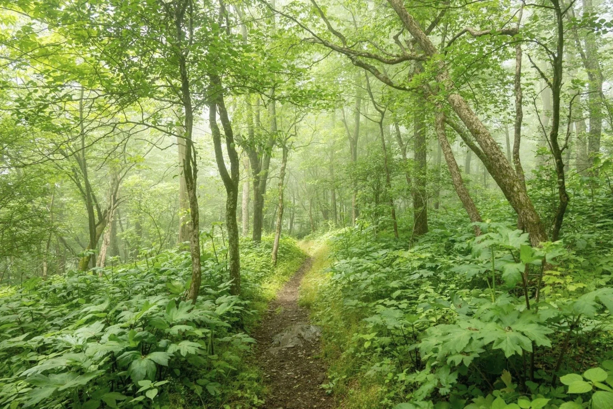 A forest trail with lush green foliage and trees, sunlight filtering through the leaves.
