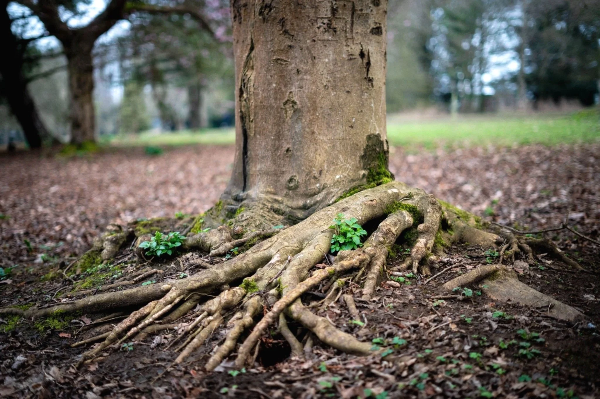 Close-up of the trunk and roots of a tree in a park or forest, with fallen leaves and small green plants on the ground.
