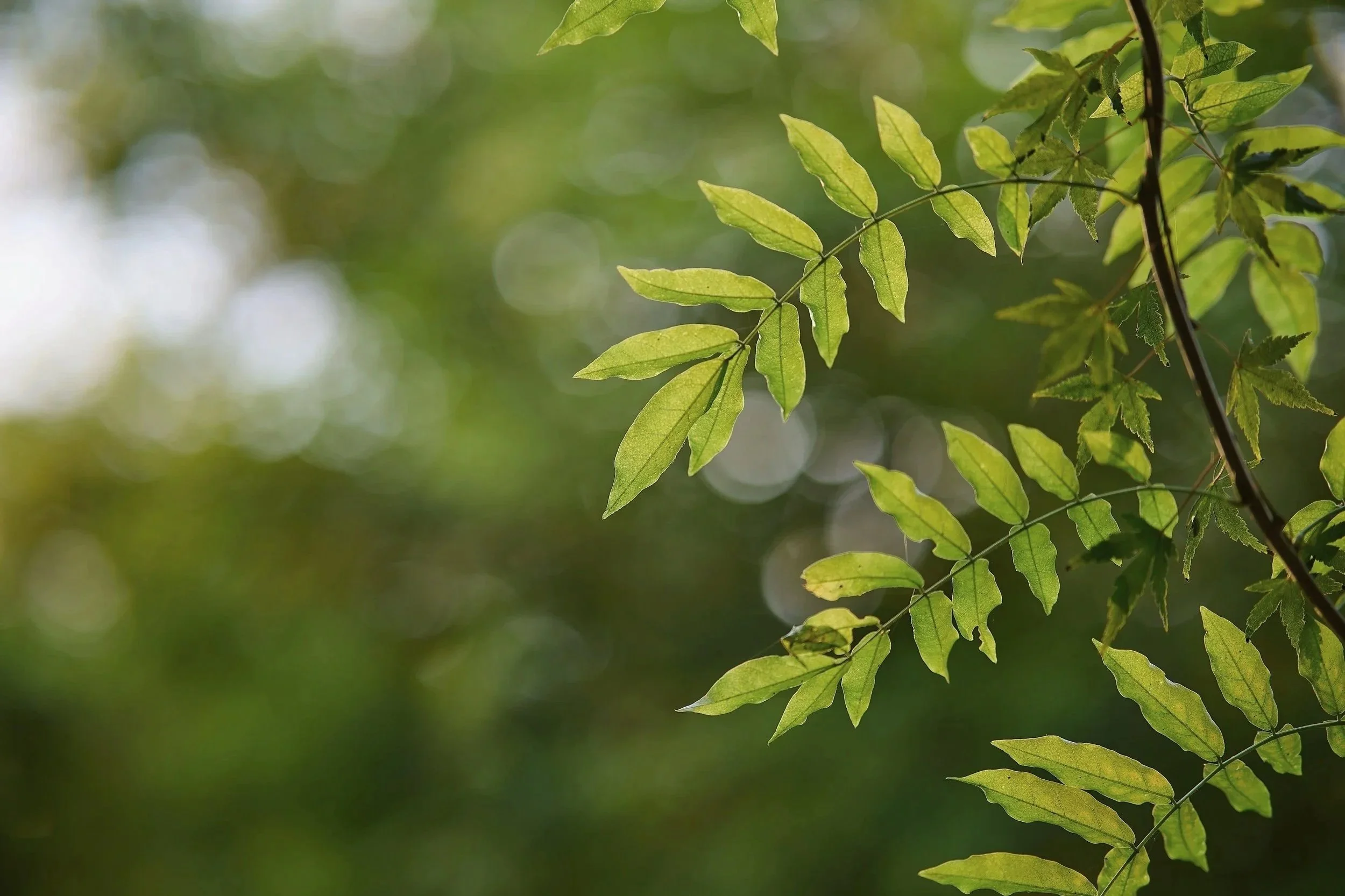 Sunlit green leaves creating a sense of calm, renewal, and grounding