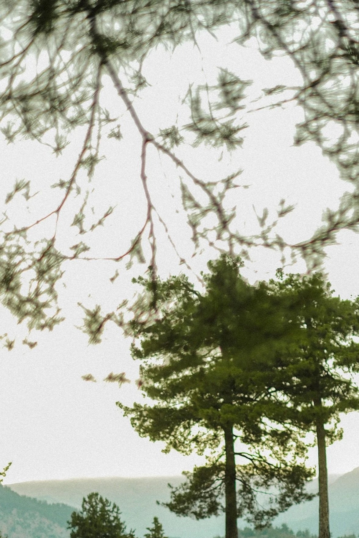 Tall pine trees with green foliage against a light sky, mountain hills in the distance.