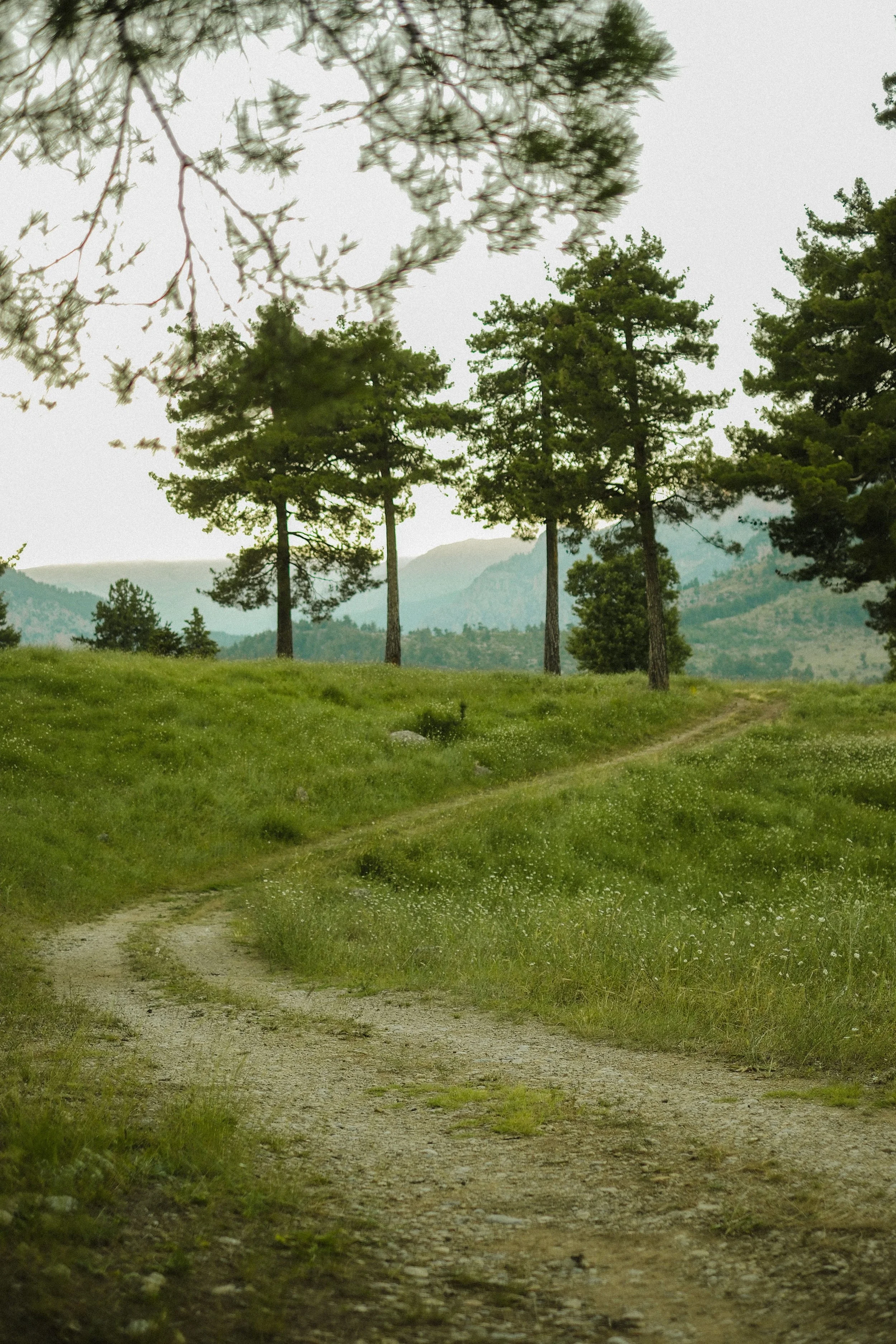 A dirt path winds through a grassy meadow with tall trees on either side and mountains in the background.