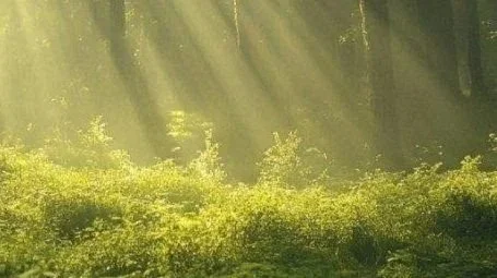 Sunlight streaming through trees over a forested area with dense green foliage.