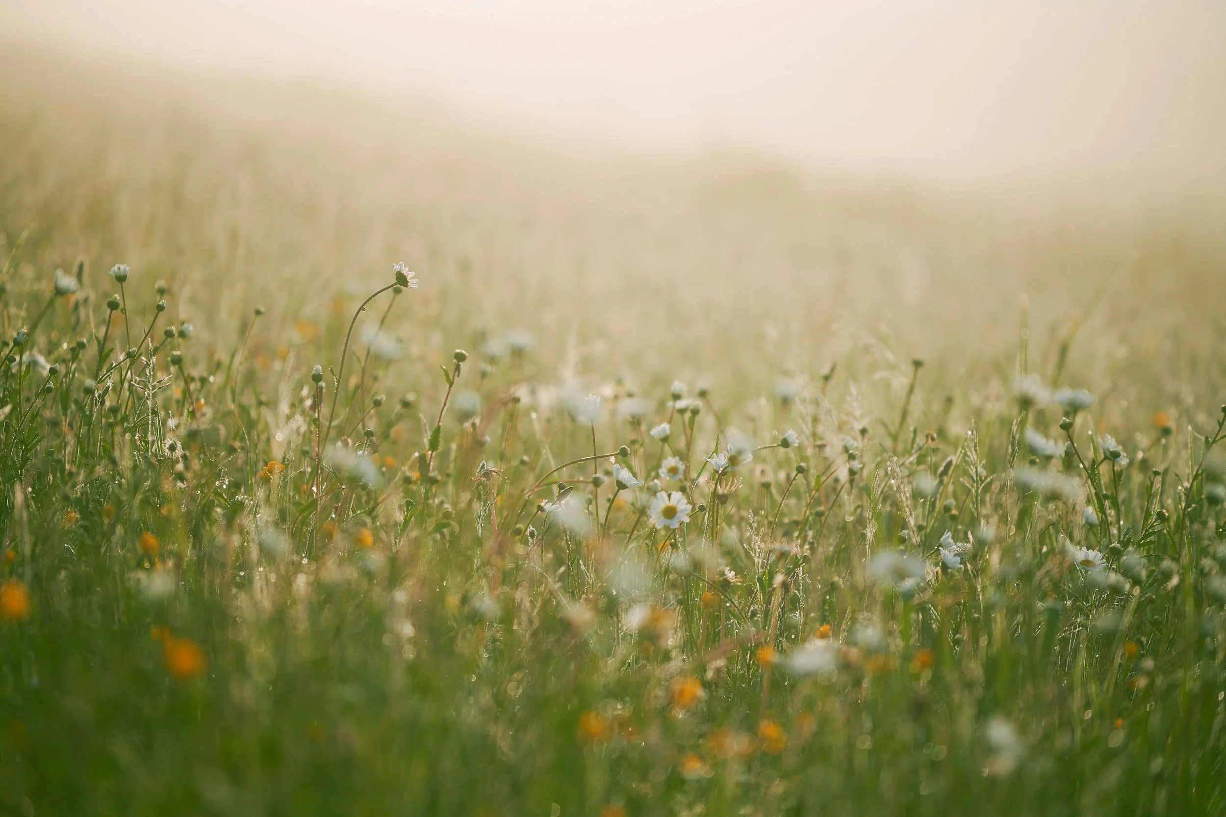 A field of wildflowers with small white and yellow blooms, bathed in warm soft sunlight.