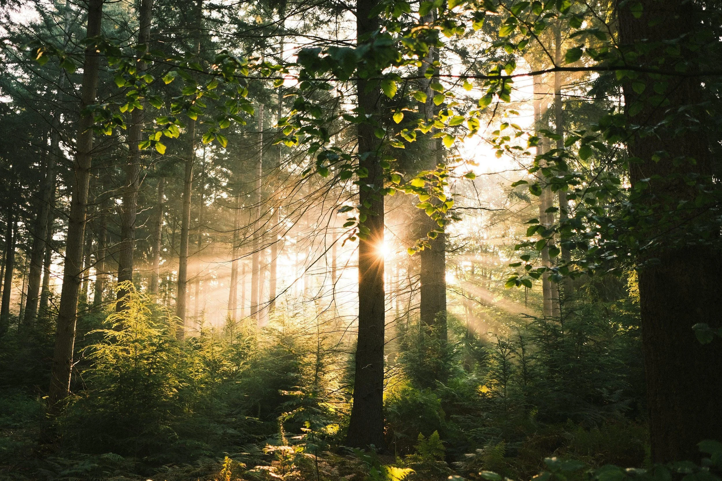 Sunlight shining through a dense forest of tall trees with green foliage, creating a peaceful and vibrant natural scene.